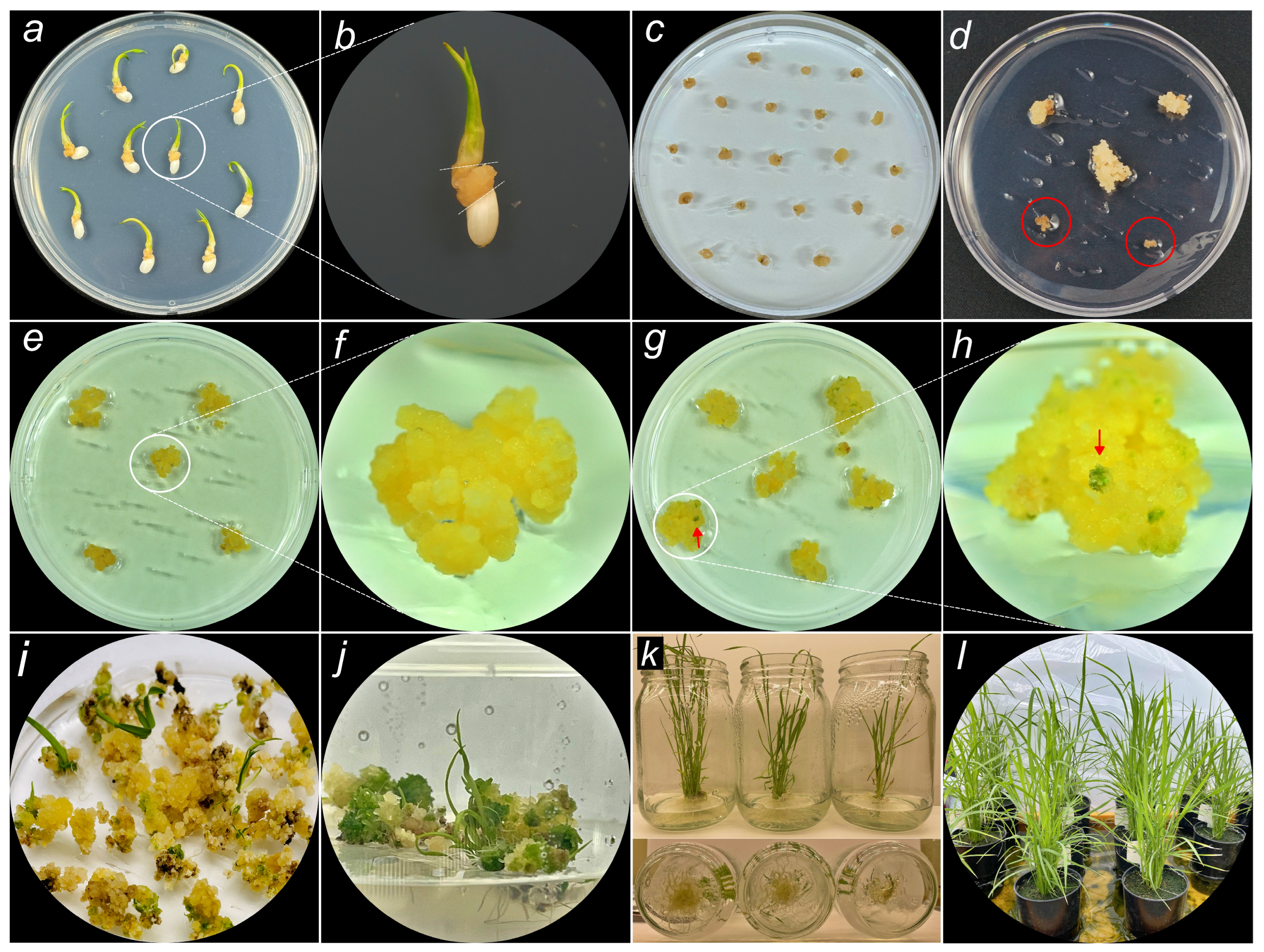 Plants 13 02803 g002