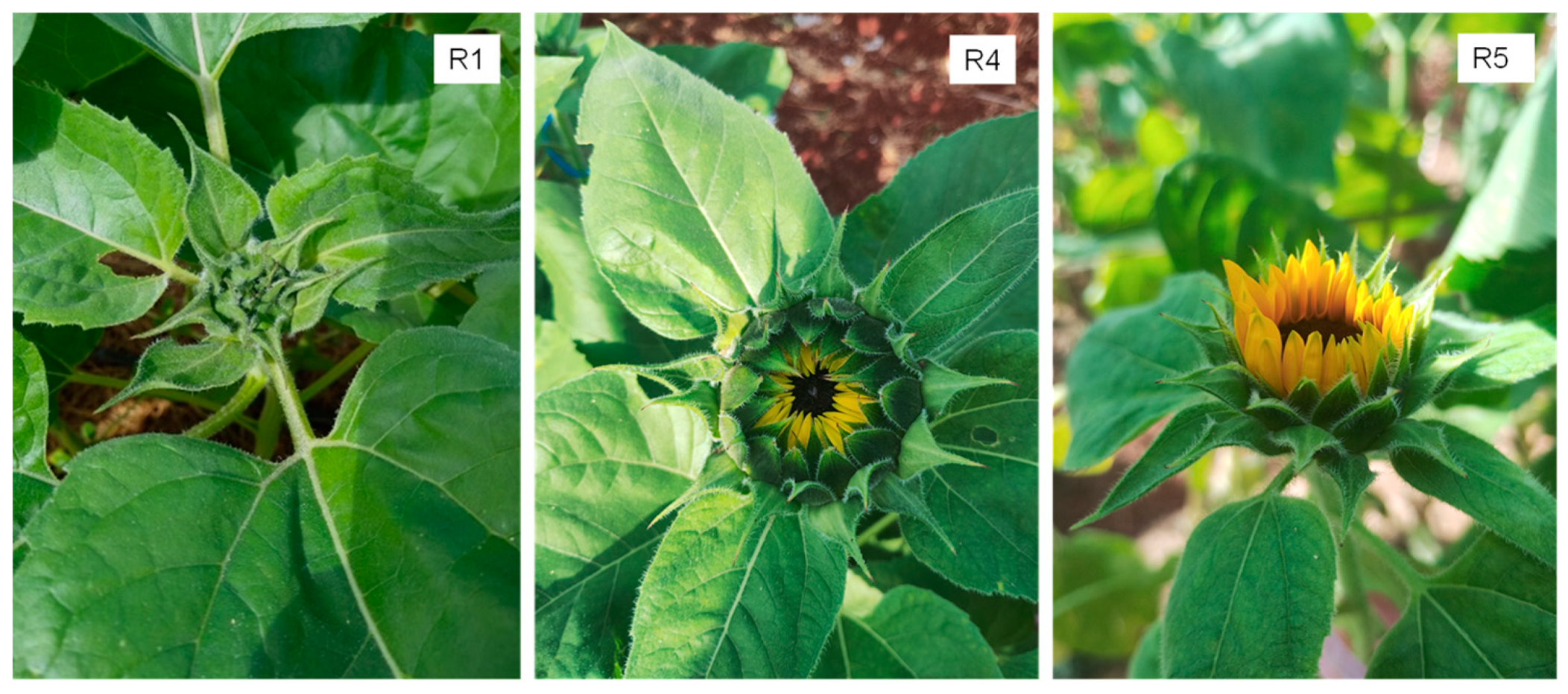 Plants 13 02810 g006 Plants 13 02810 g006