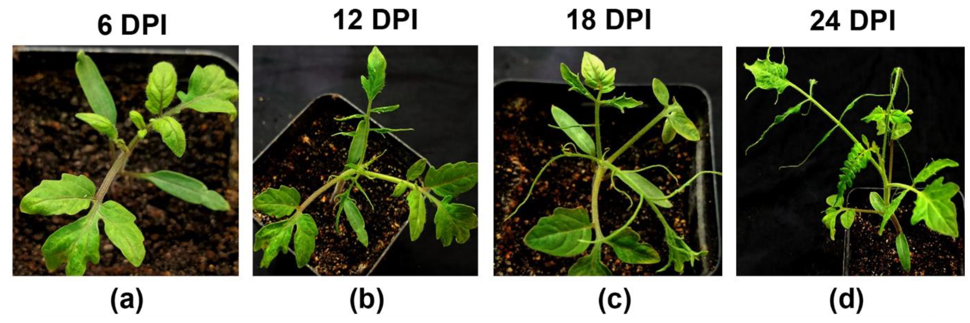 Plants 13 02811 g004