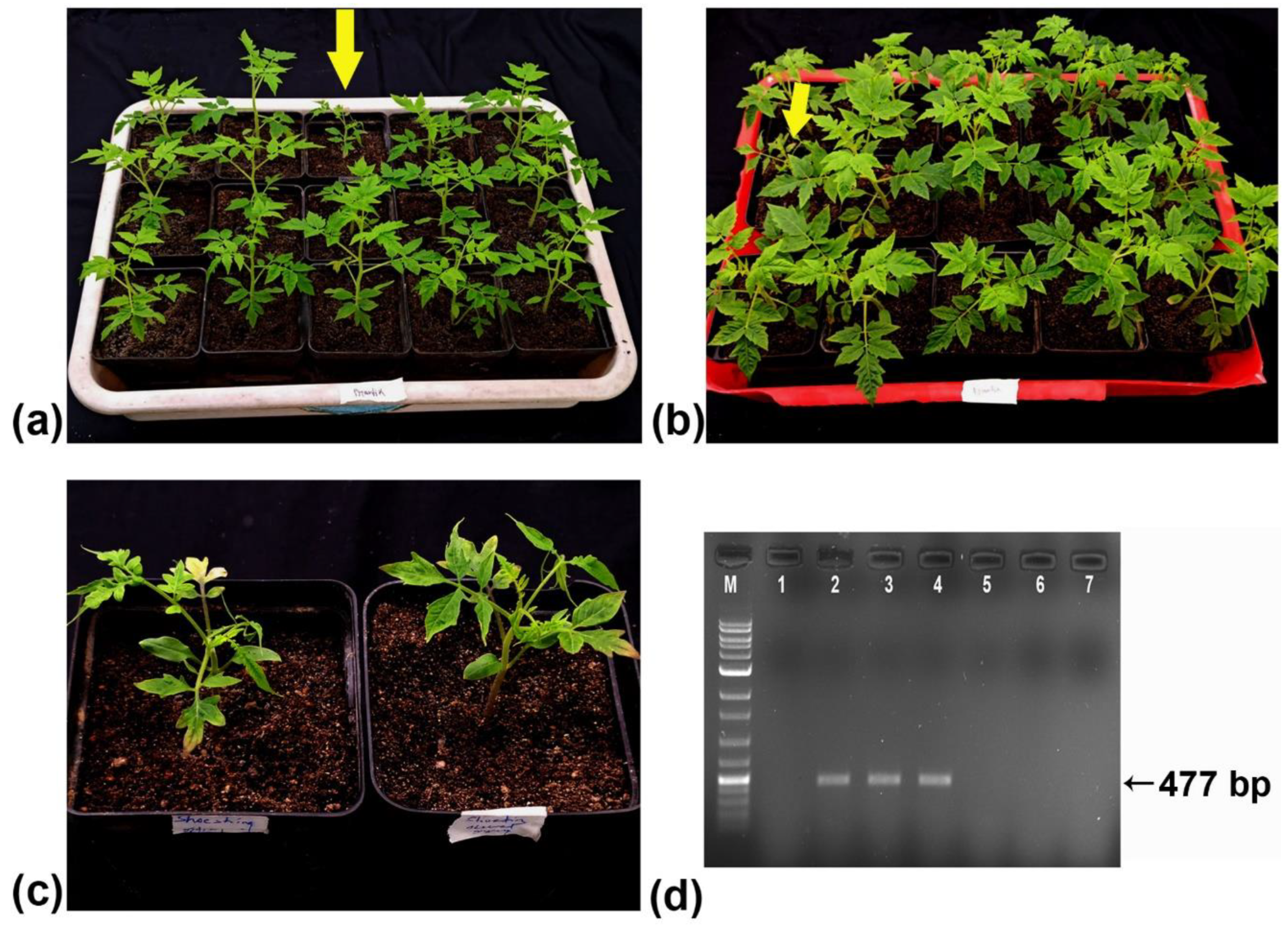 Plants 13 02811 g007