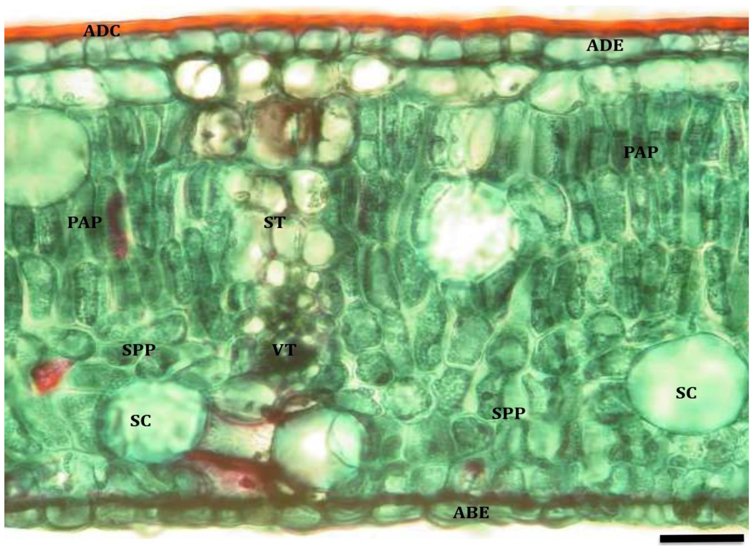 Plants 13 02812 g003 Plants 13 02812 g003