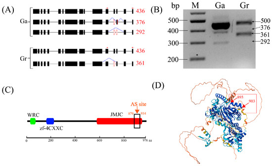 RNAi-mediated down-regulation of the endogenous GhAIP10.1