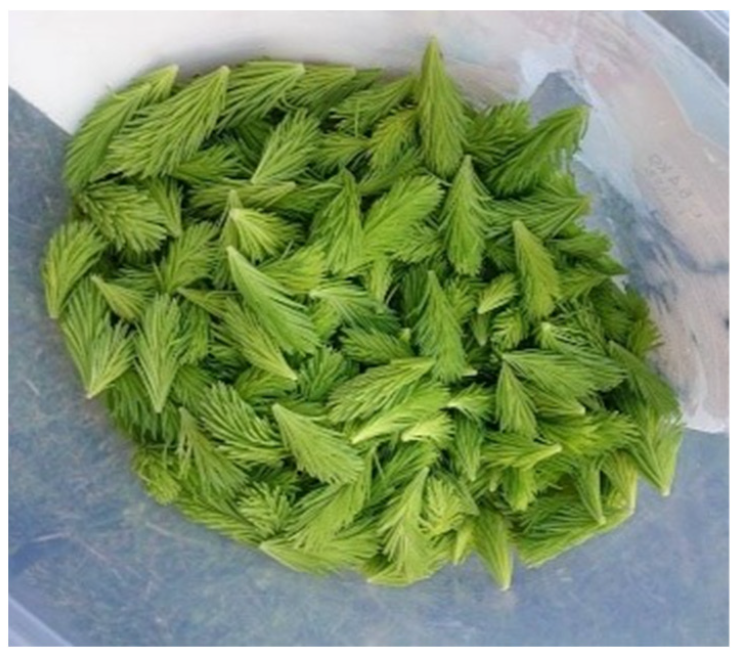 Plants 13 02821 g005