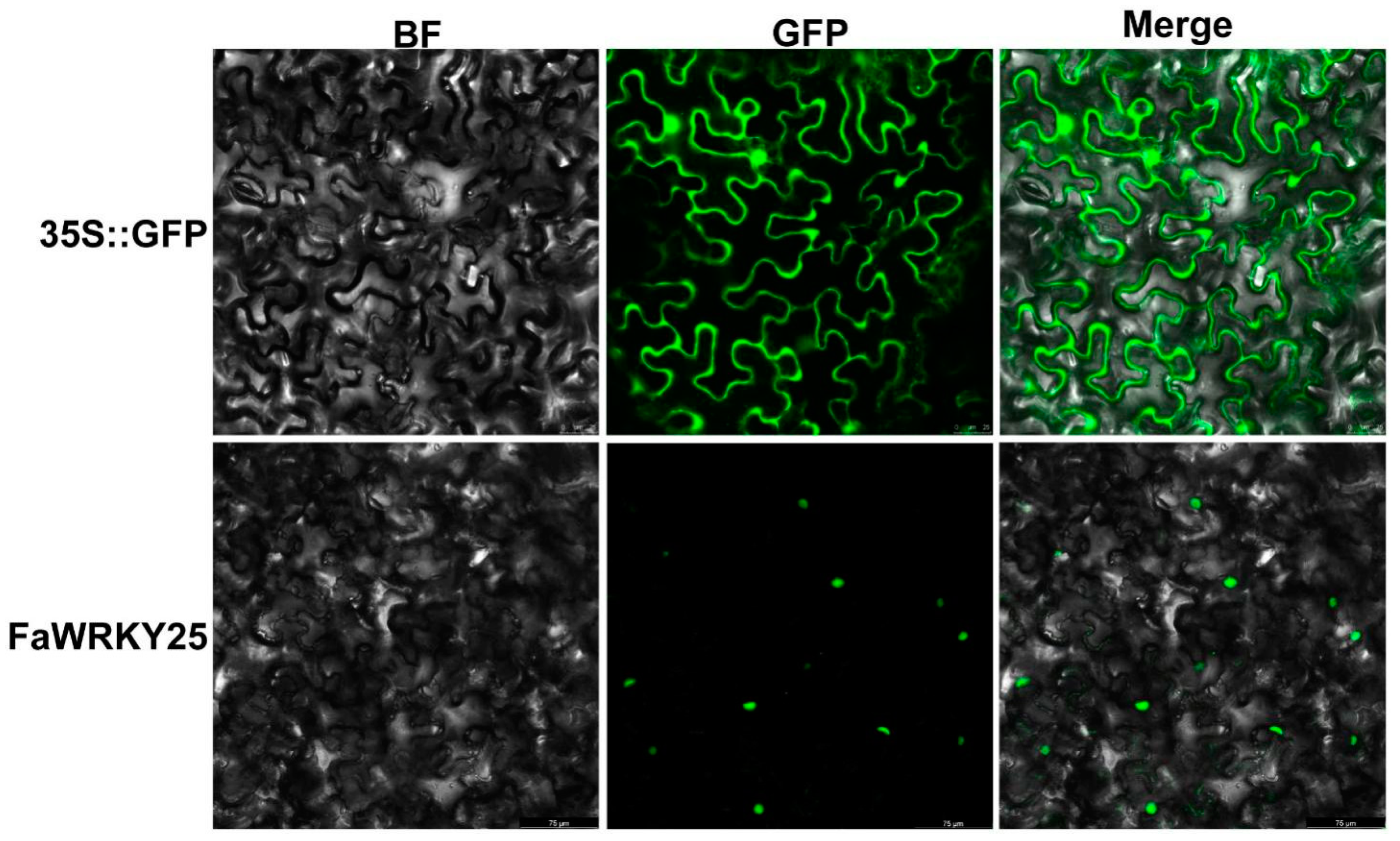 Plants 13 02822 g007