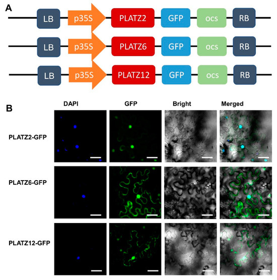 The Role of PLATZ6 in Raffinose Family Oligosaccharides