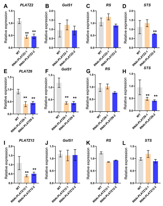 The Role of PLATZ6 in Raffinose Family Oligosaccharides