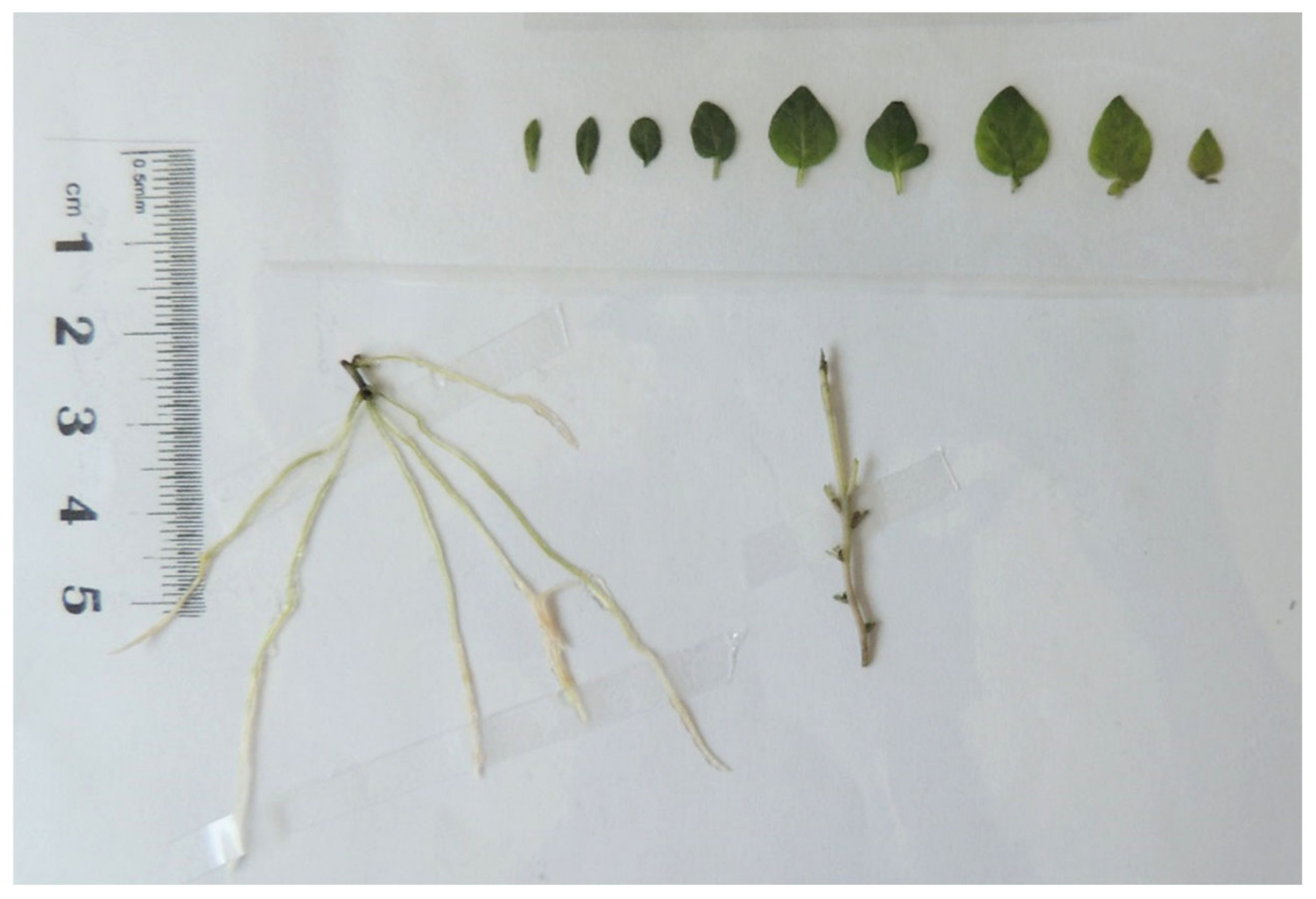 Plants 13 02830 g001