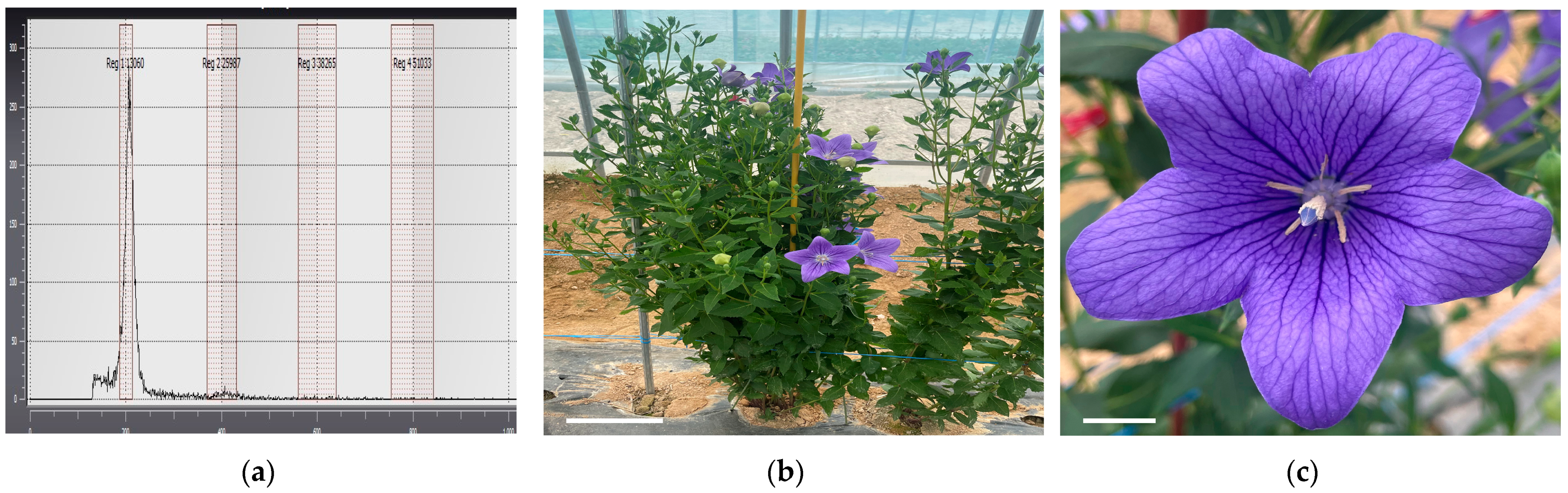 Plants 13 02845 g005a