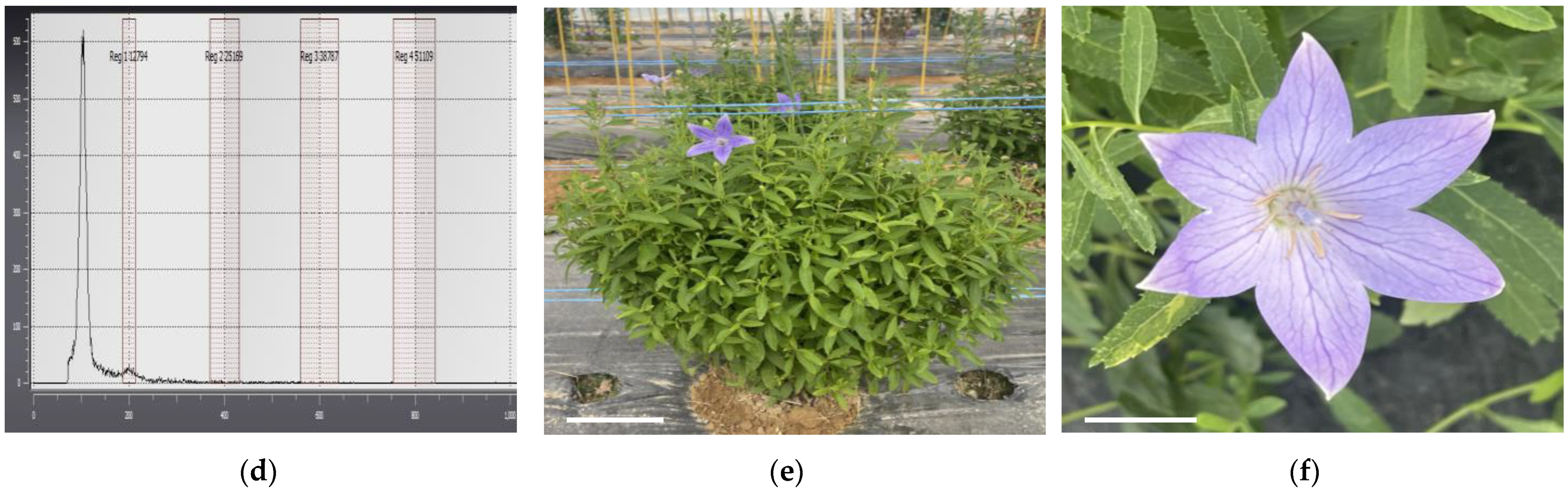 Plants 13 02845 g005b