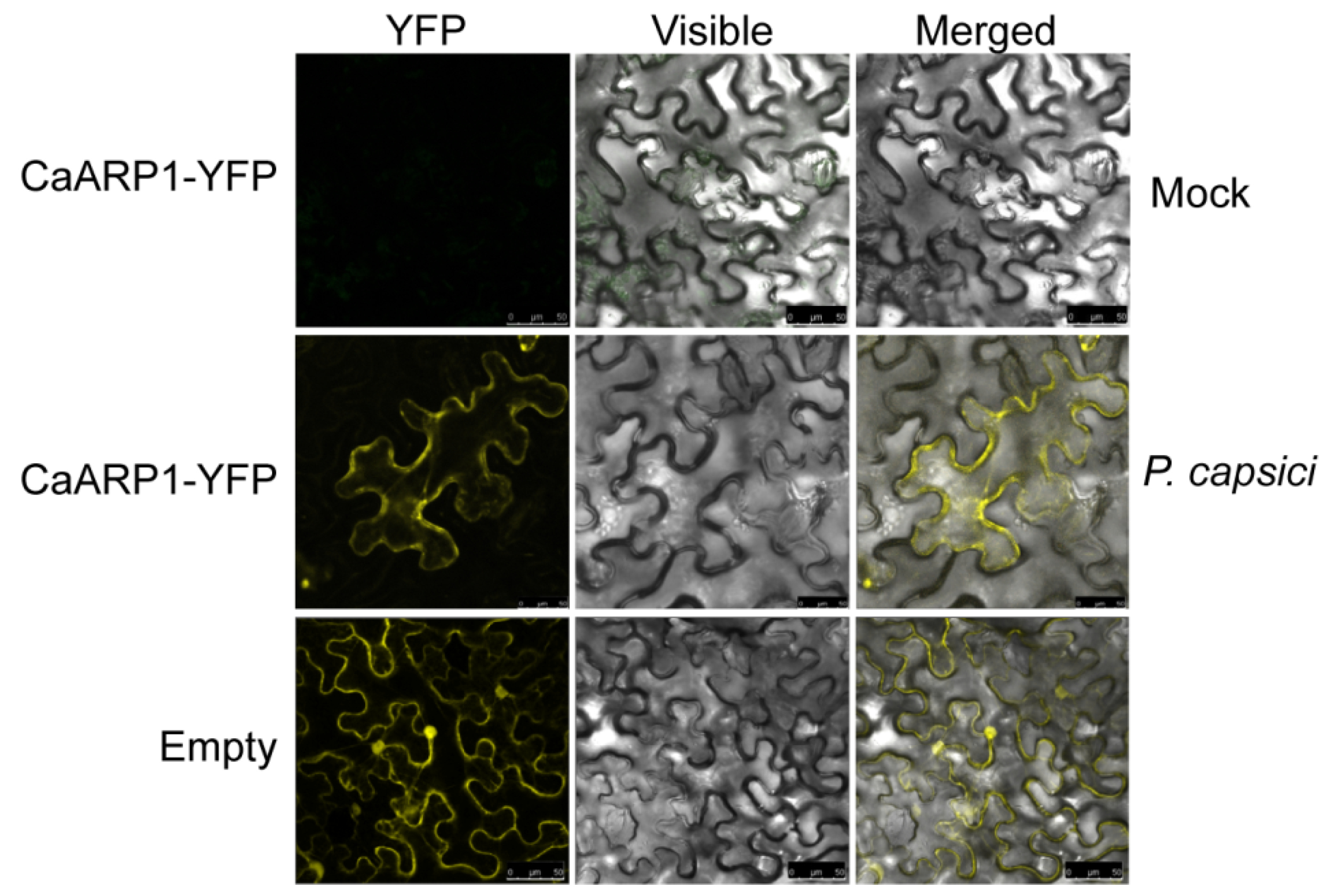 Plants 13 02849 g004