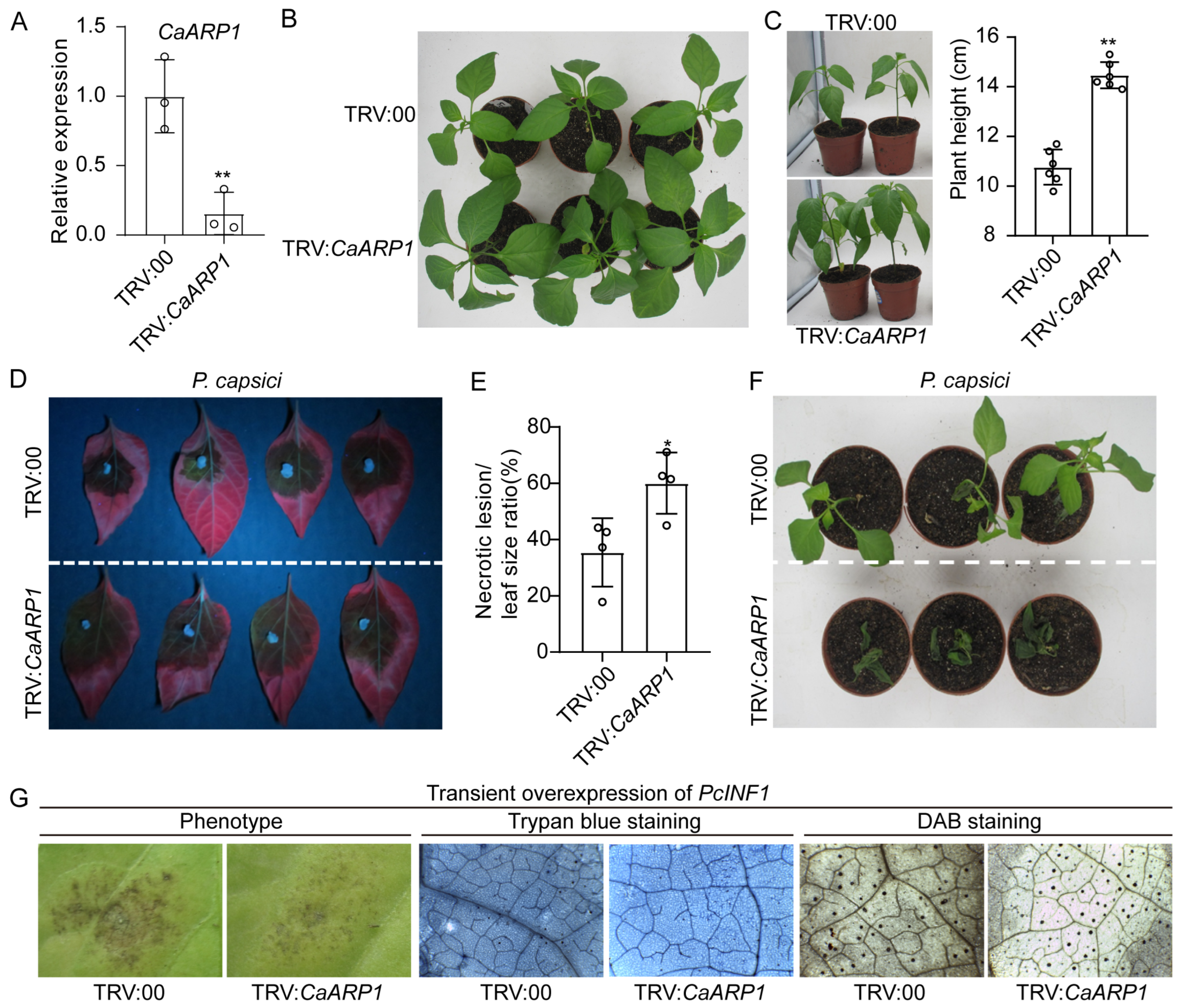 Plants 13 02849 g005