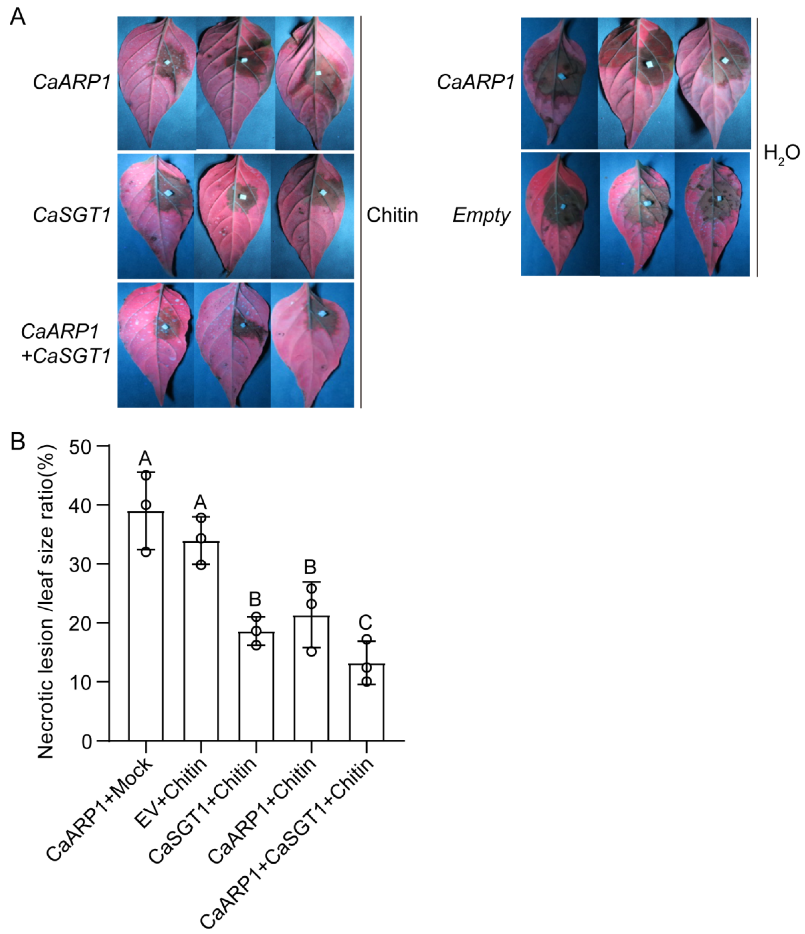 Plants 13 02849 g006