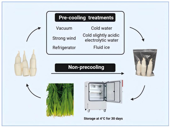 Effect of Different Postharvest Pre-Cooling Treatments on