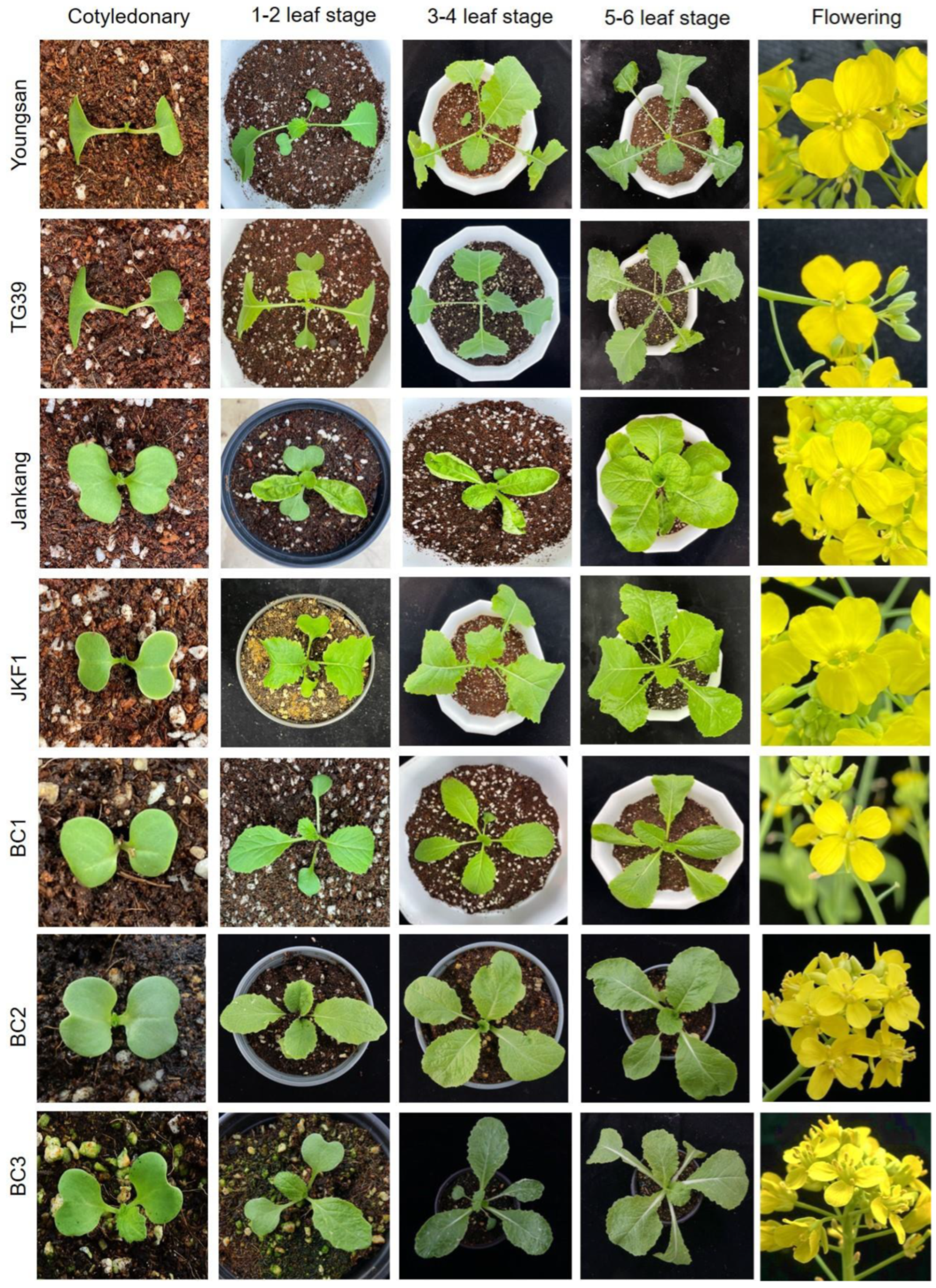 Plants 13 02863 g001