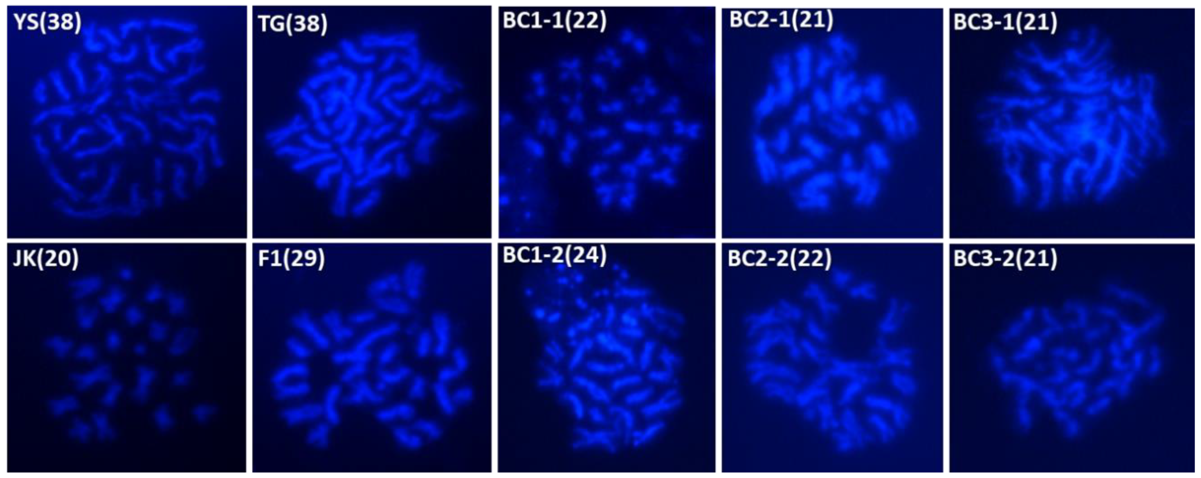 Plants 13 02863 g003