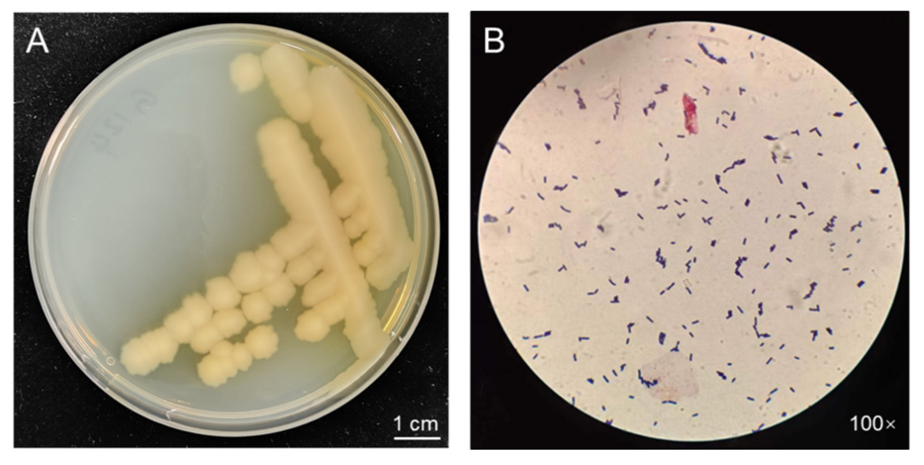 Plants 13 02864 g001
