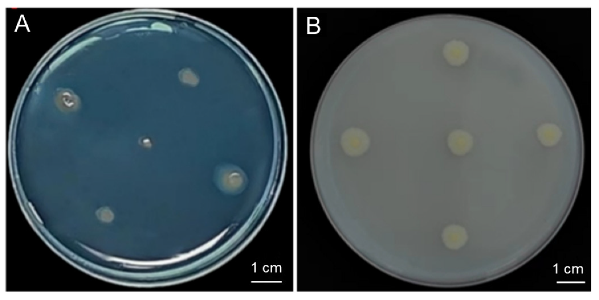 Plants 13 02864 g003