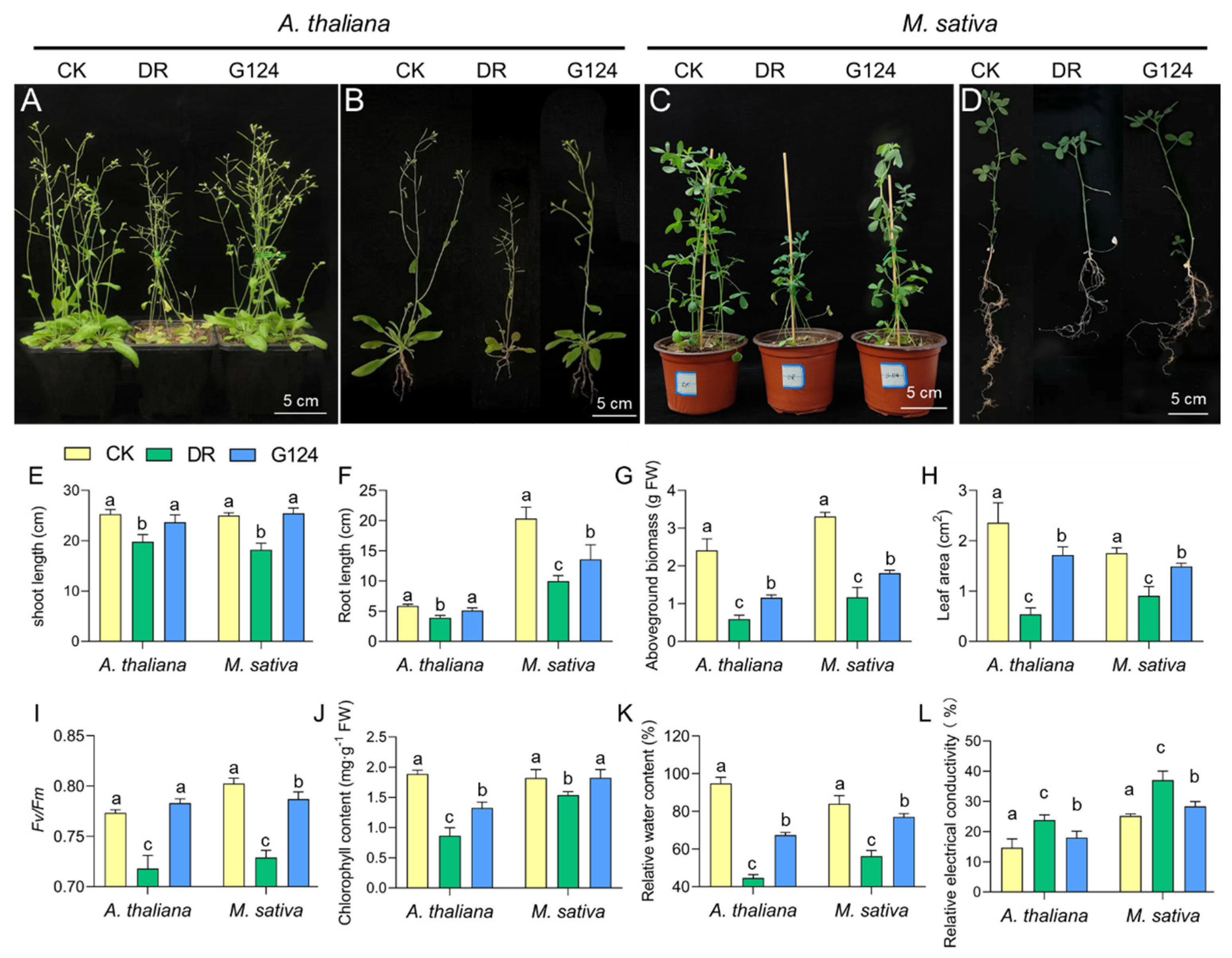 Plants 13 02864 g004