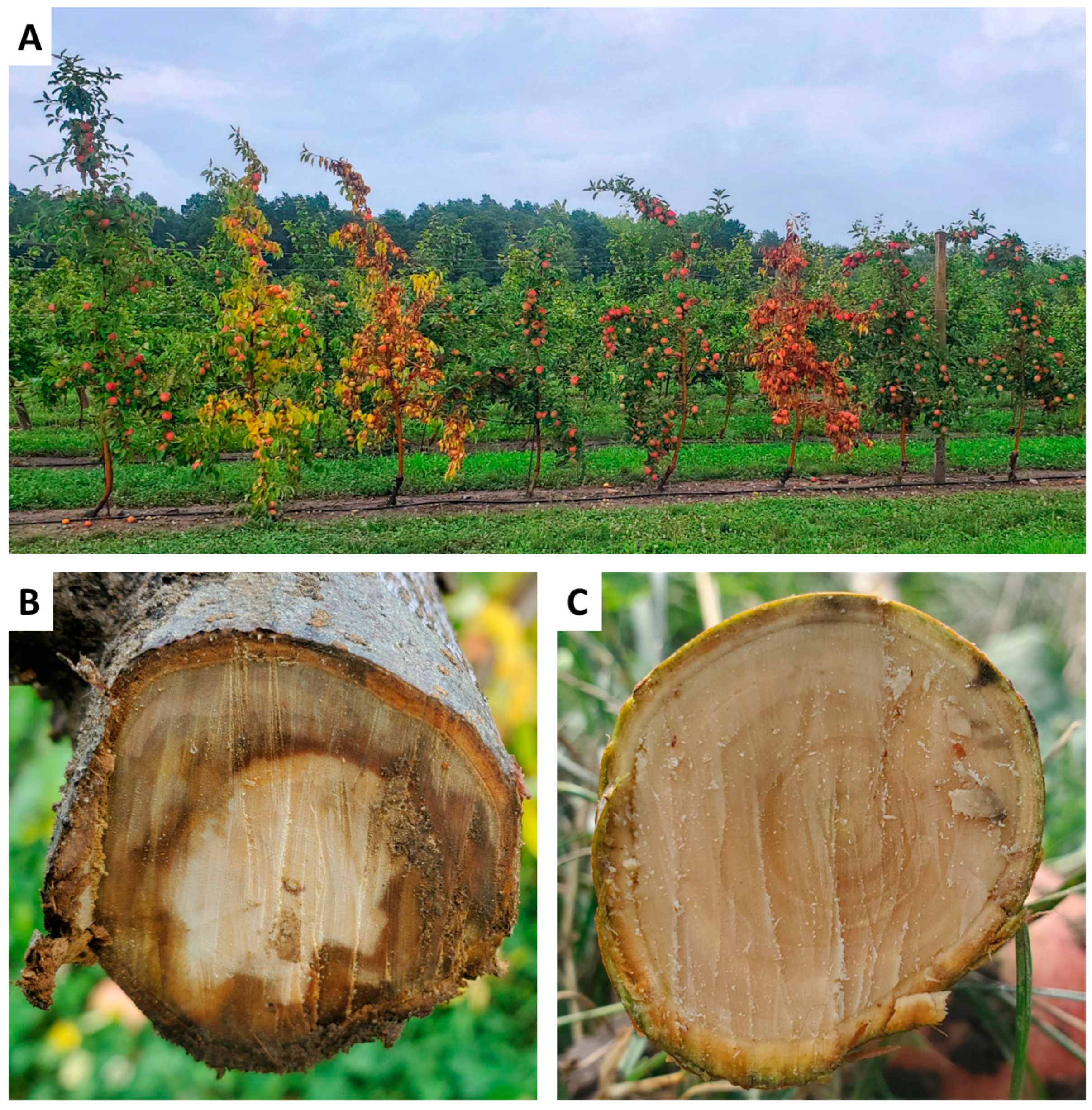 Plants 13 02866 g002