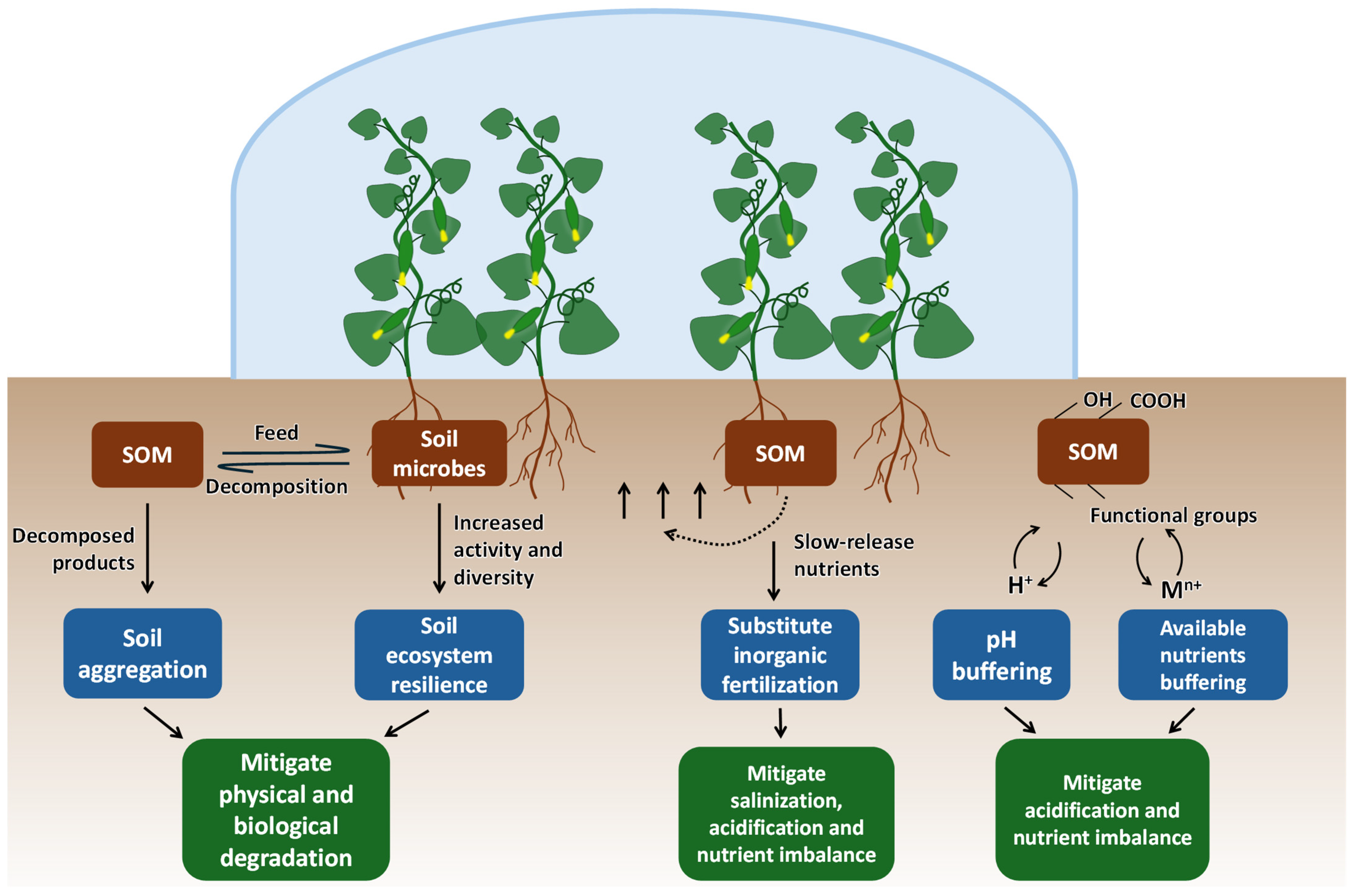 Plants 13 02885 g002 Plants 13 02885 g002