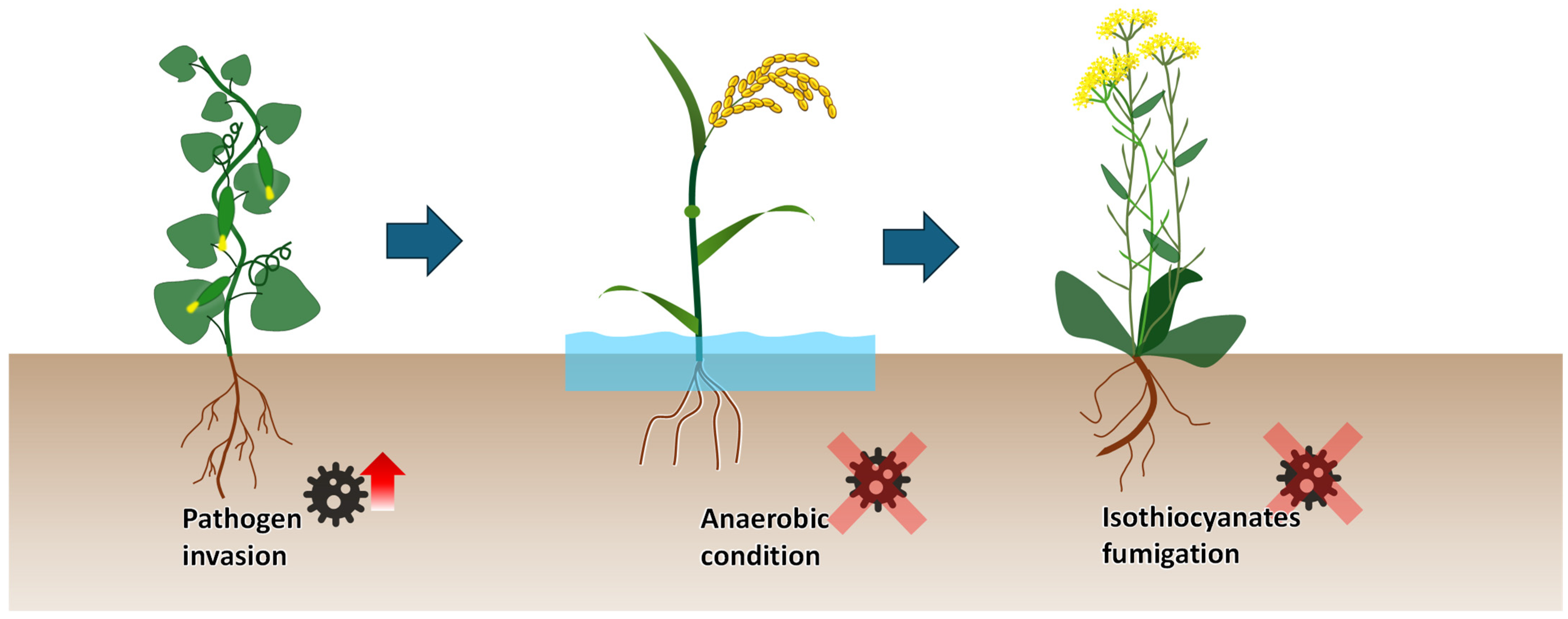 Plants 13 02885 g003 Plants 13 02885 g003
