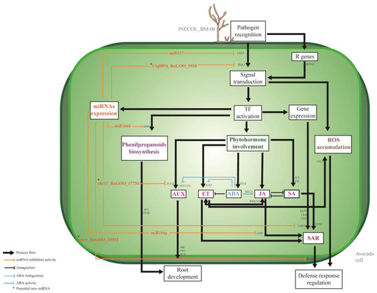 Genome-Wide Transcriptional Response of Avocado to Fusarium