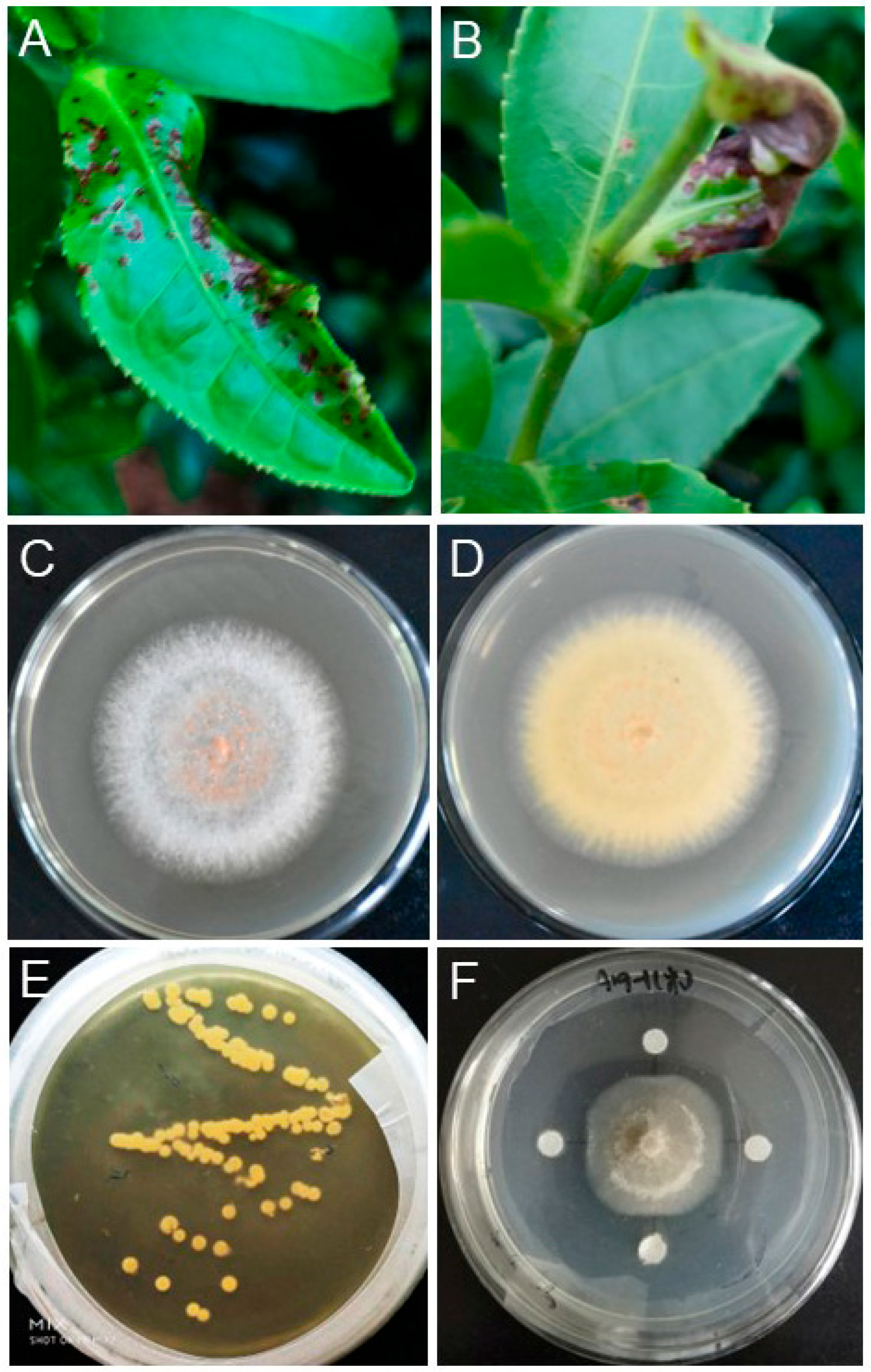 Plants 13 02889 g001