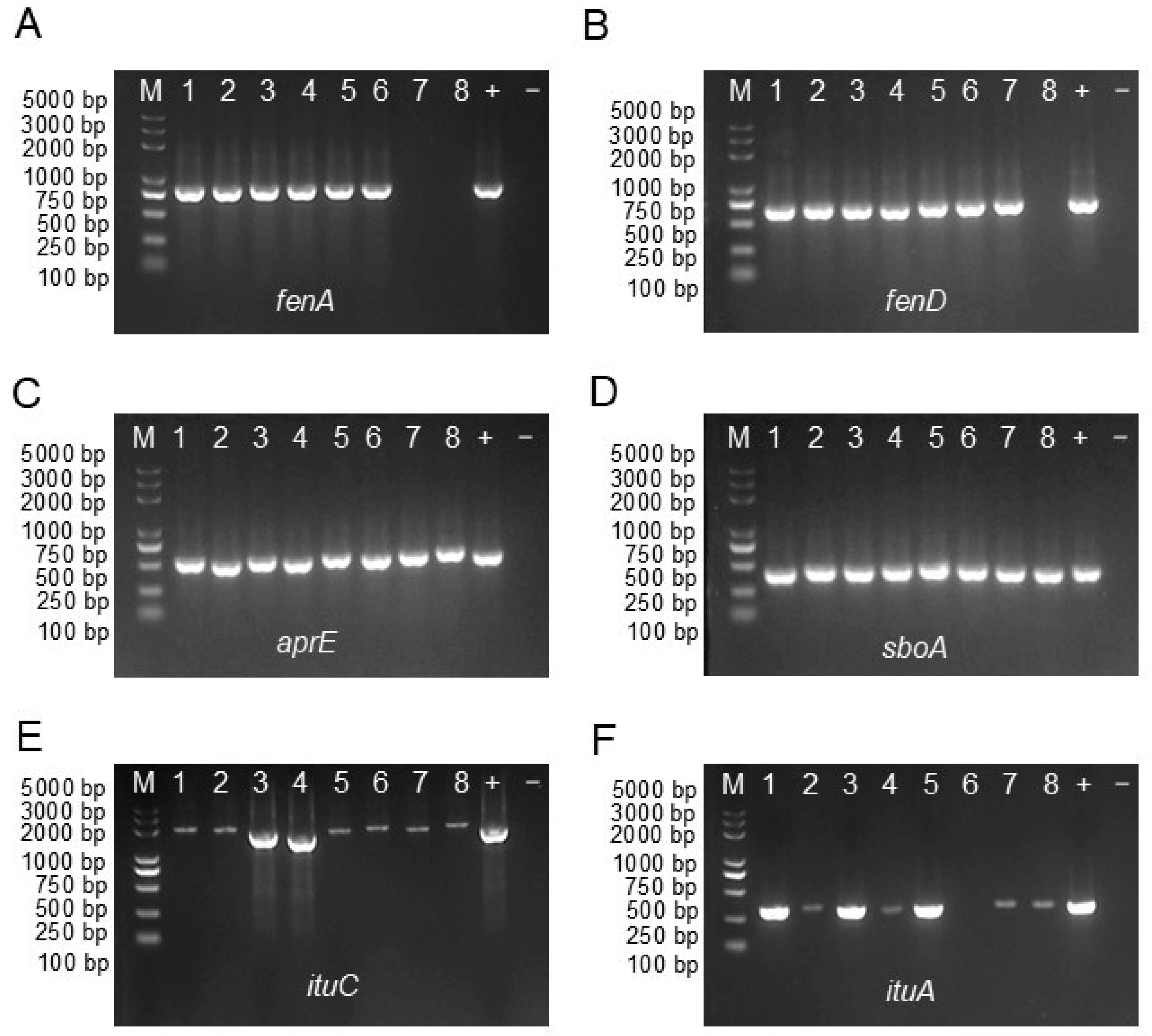 Plants 13 02889 g005