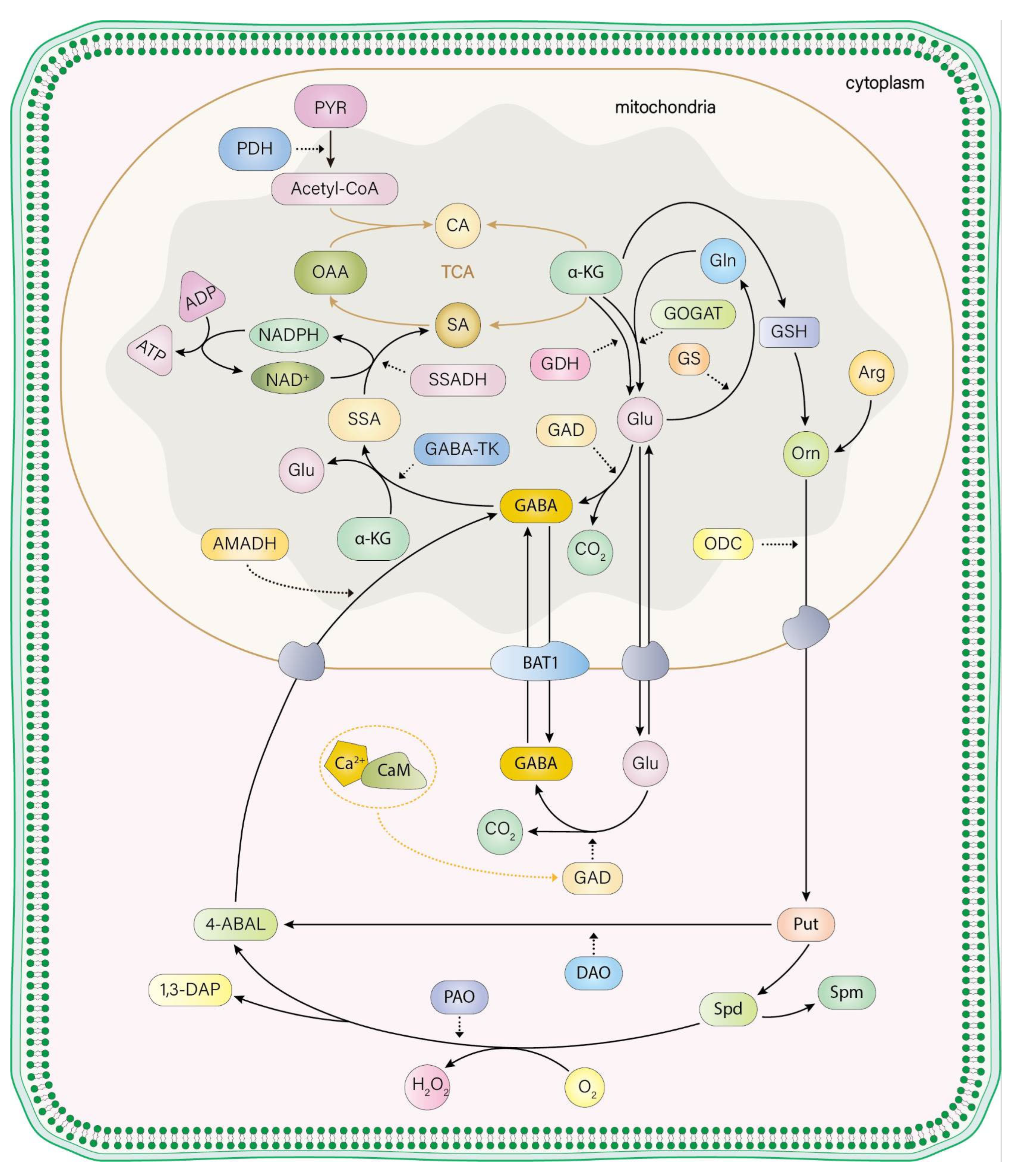 Plants 13 02891 g001