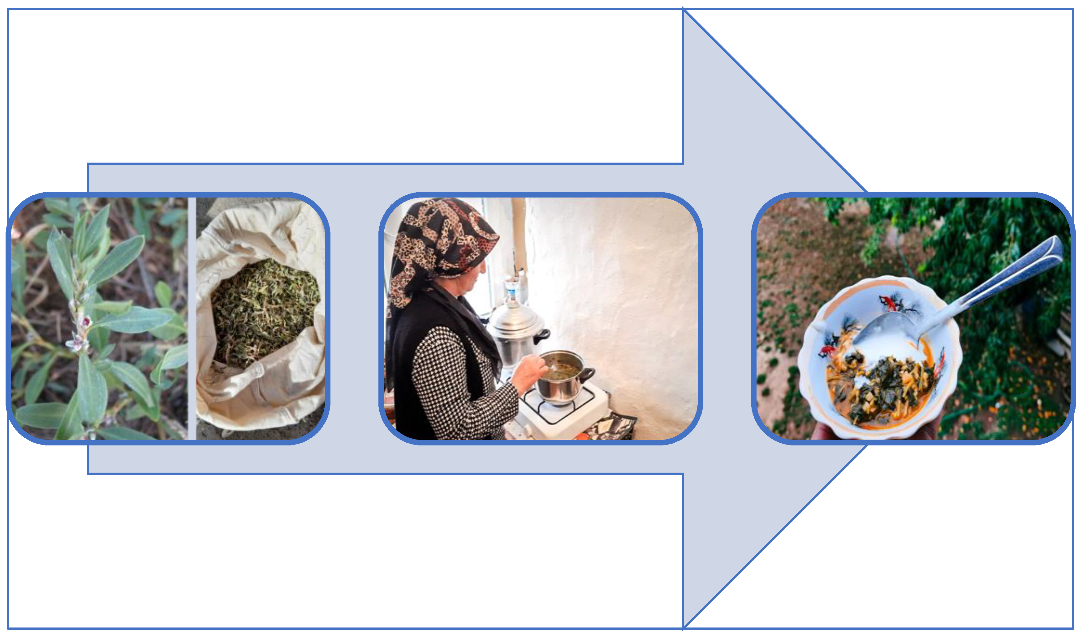 Plants 13 02895 g004