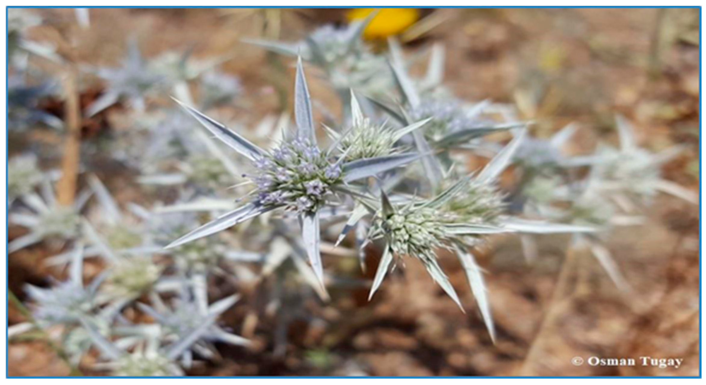 Plants 13 02895 g011