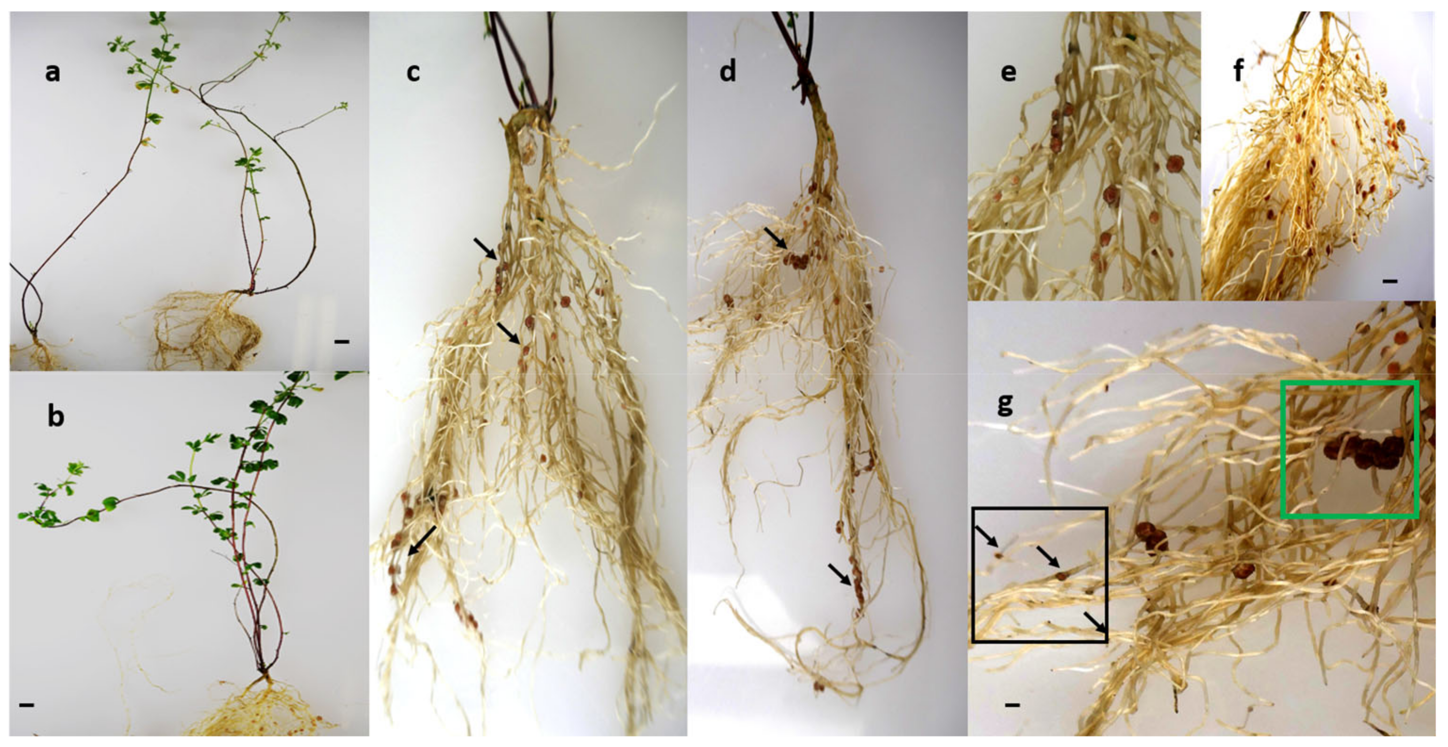 Plants 13 02897 g002 Plants 13 02897 g002