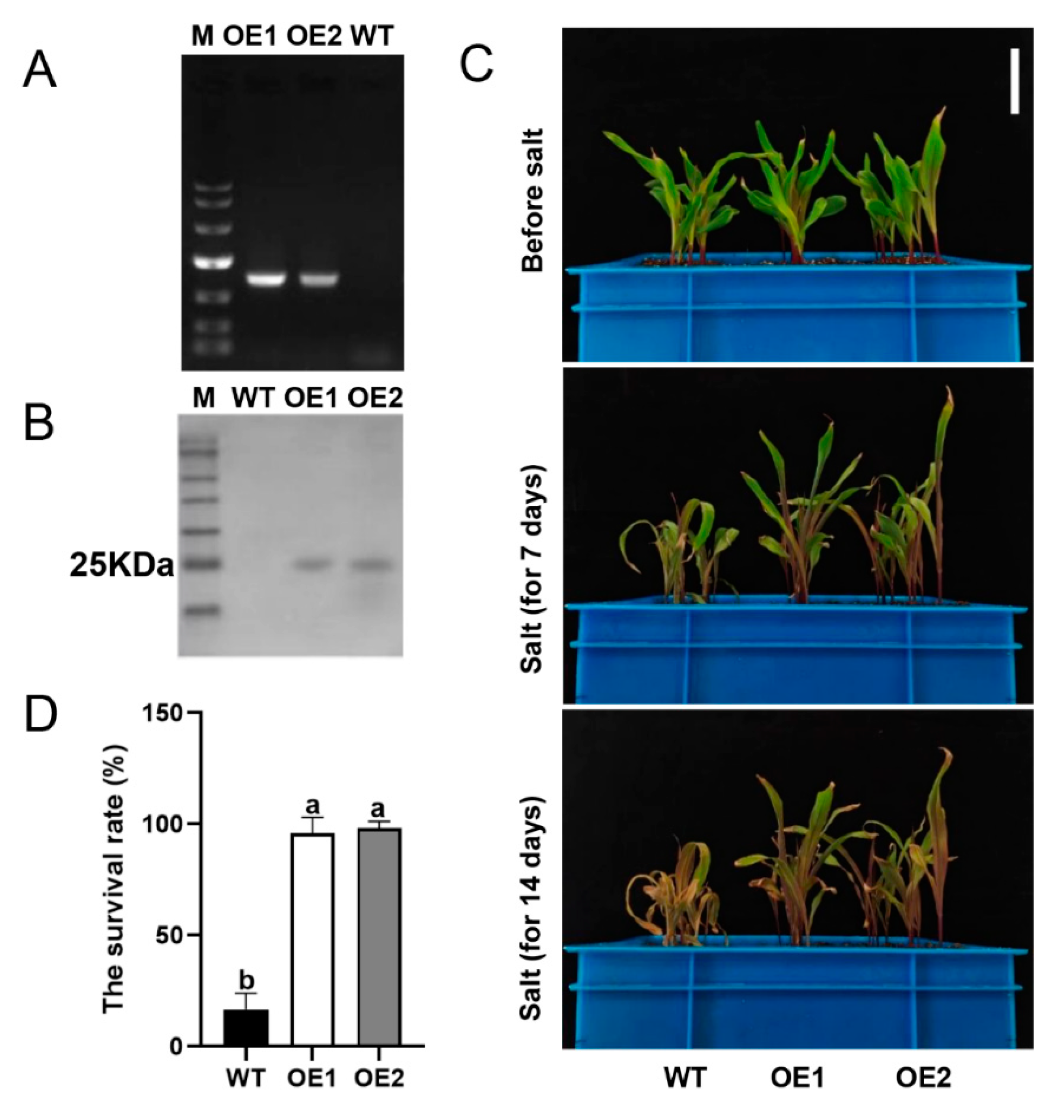 Plants 13 02904 g001