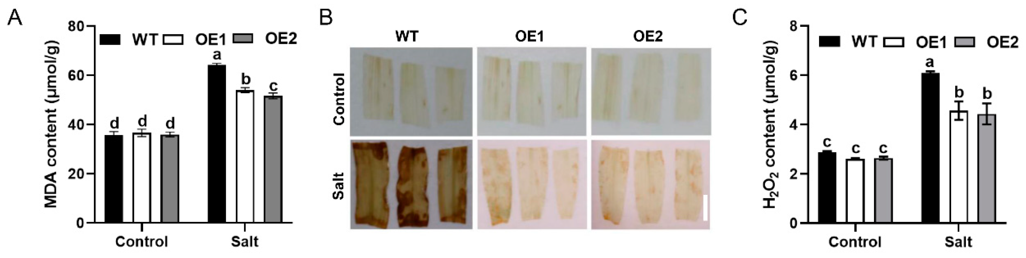 Plants 13 02904 g002