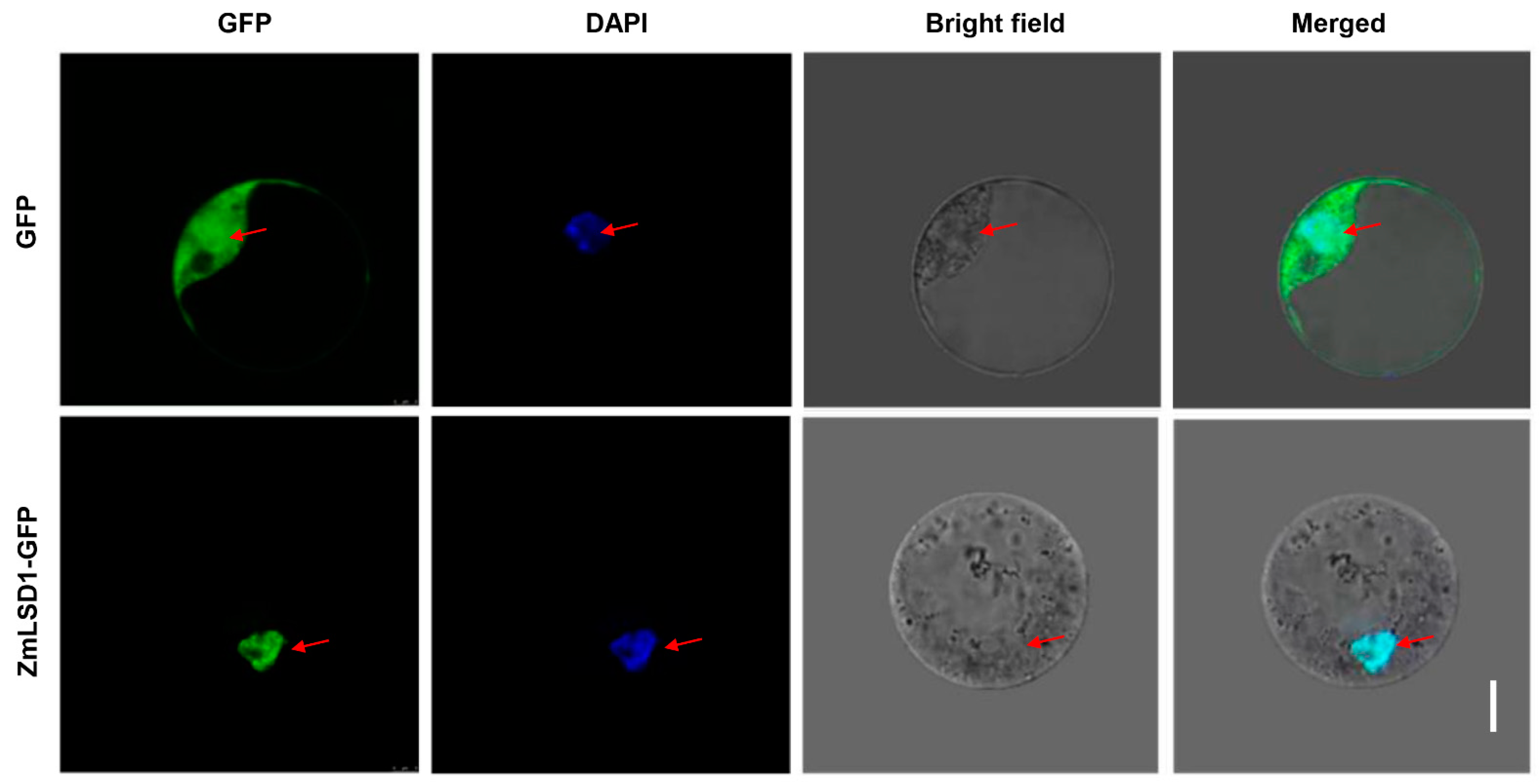 Plants 13 02904 g003