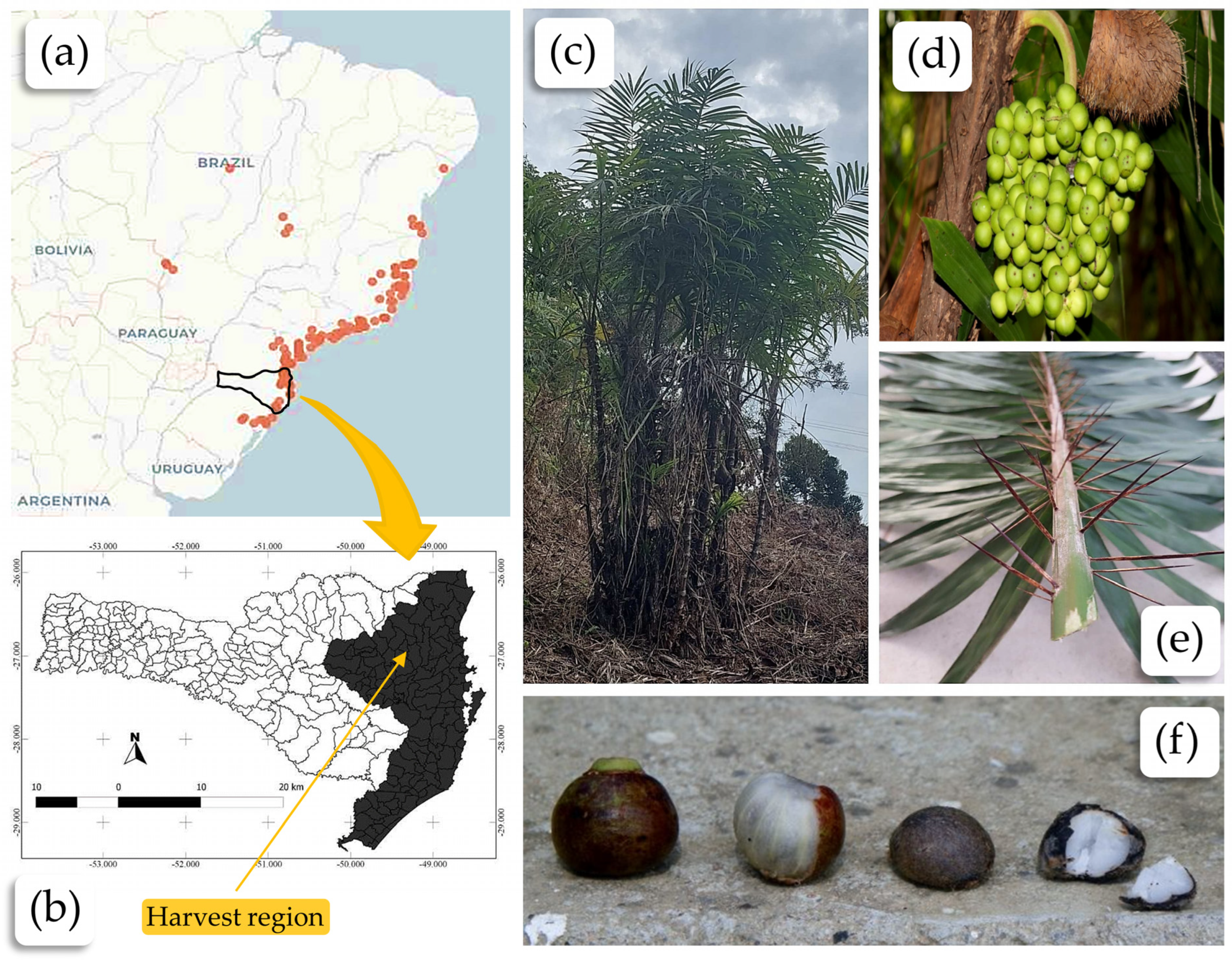 Plants 13 02916 g001