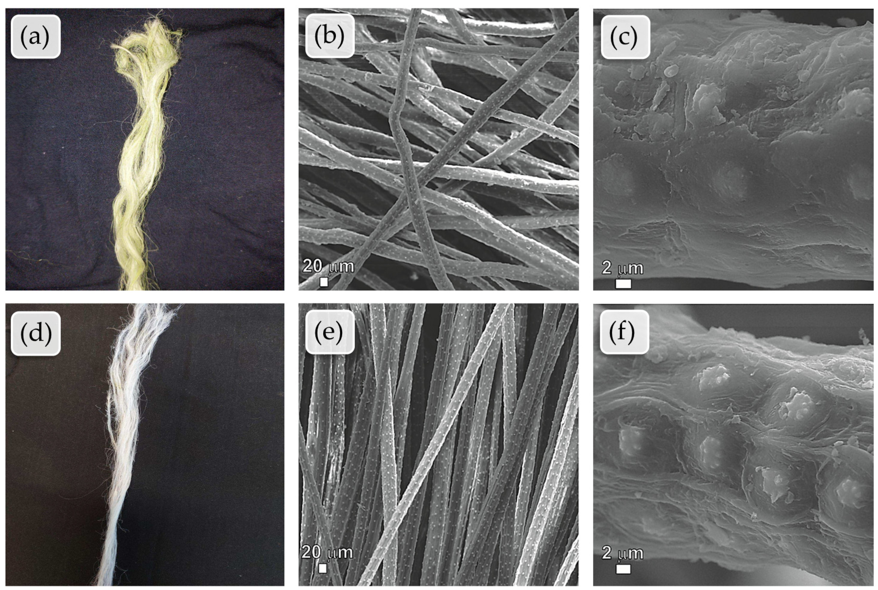 Plants 13 02916 g003