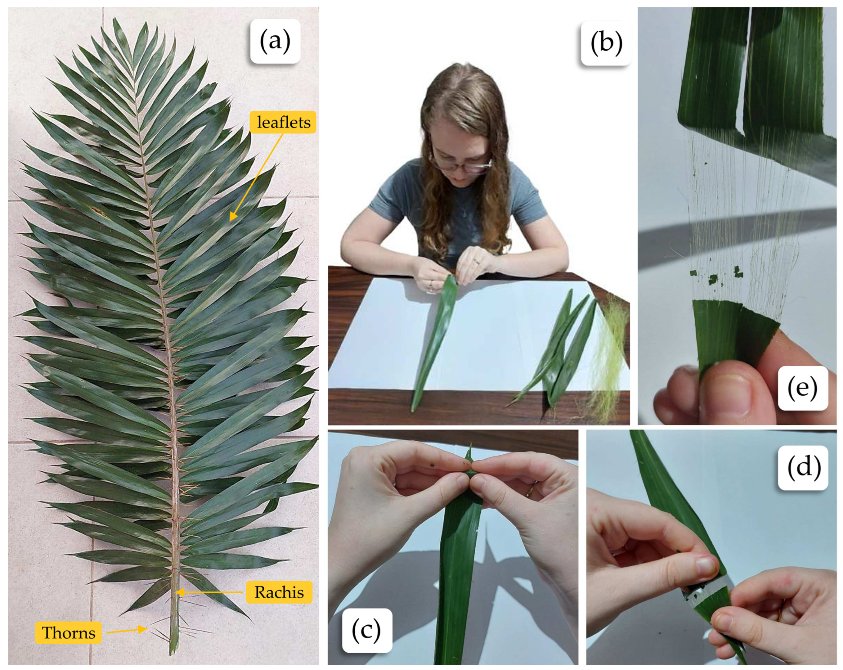 Plants 13 02916 g007