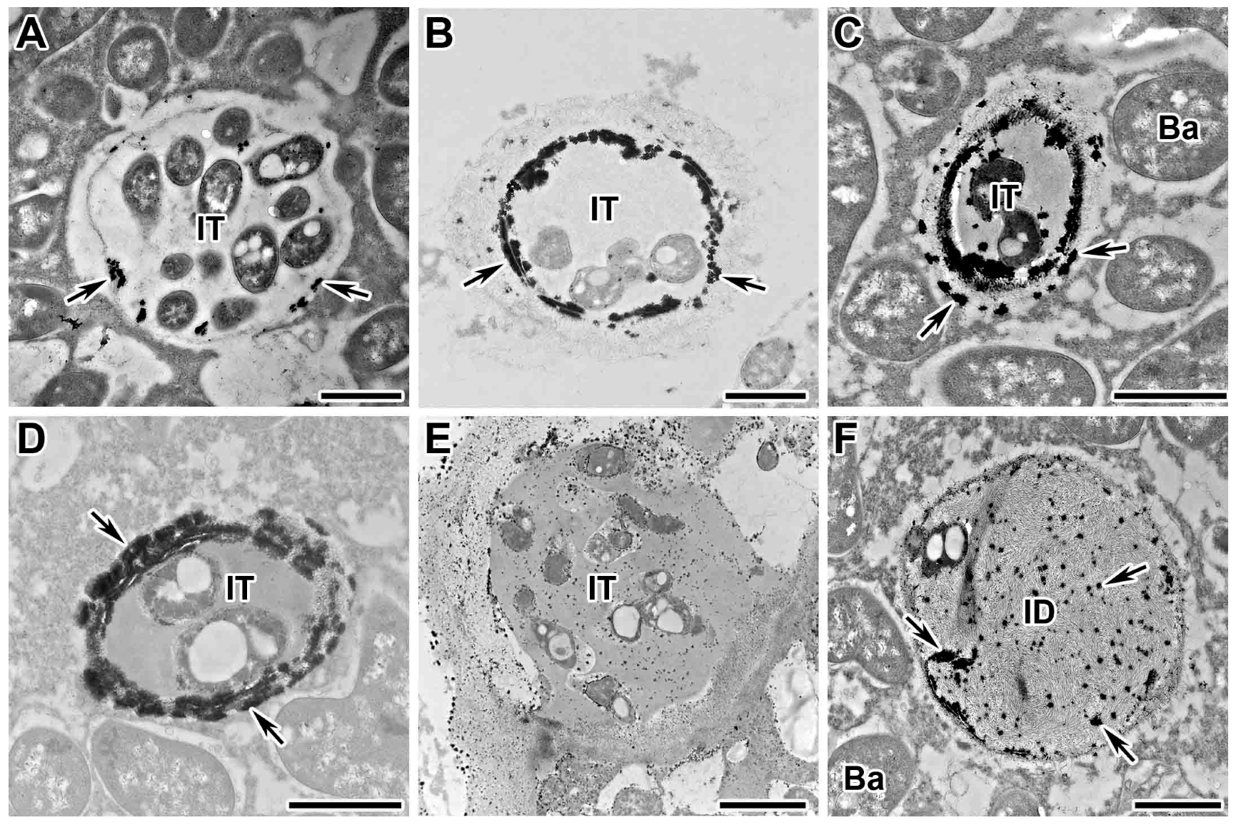 Plants 13 02923 g001