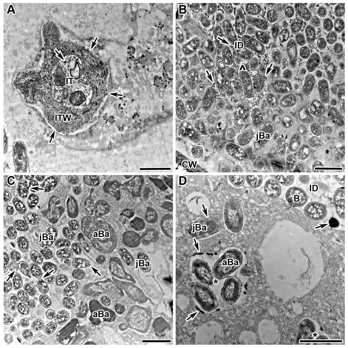 Plants 13 02923 g005