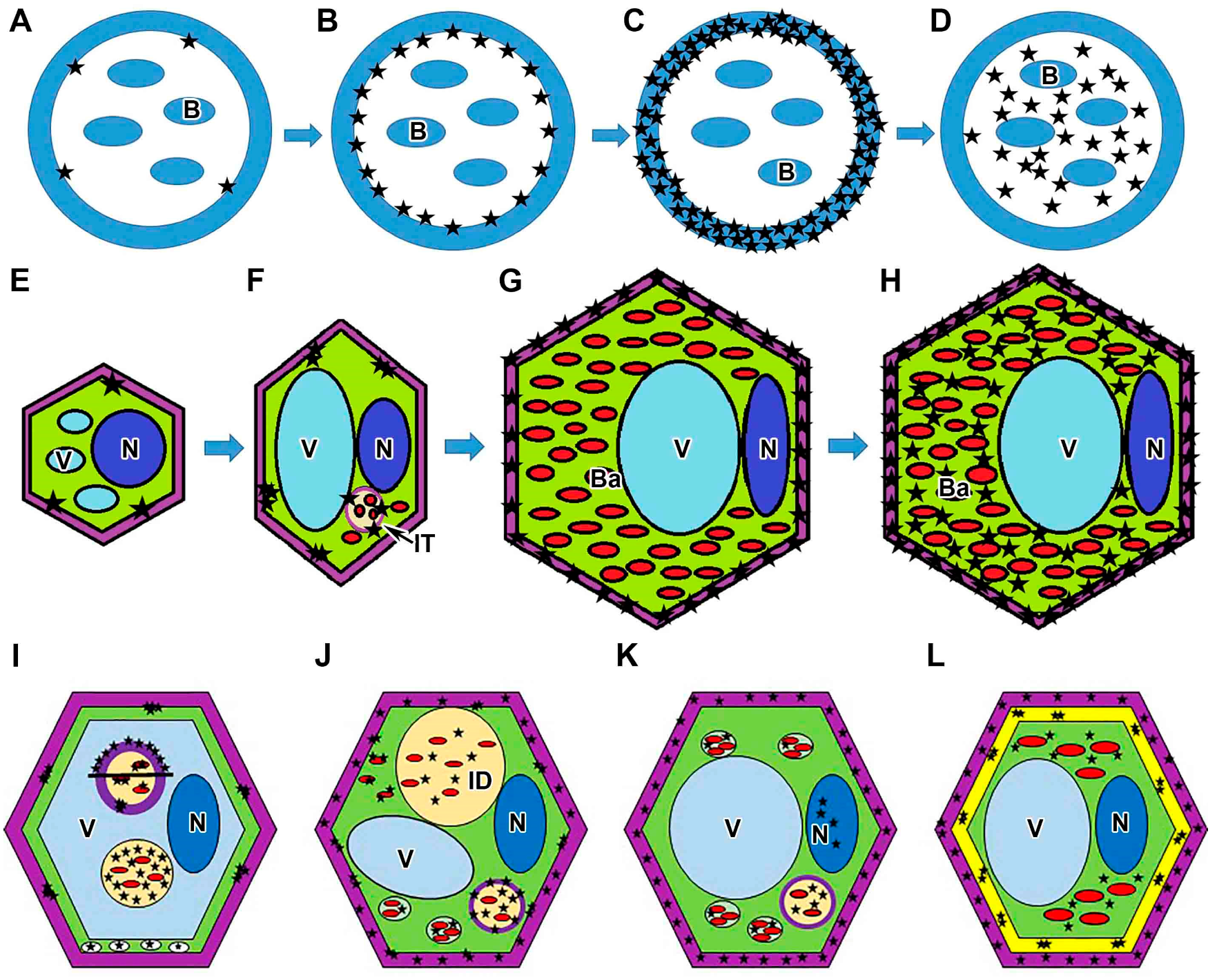 Plants 13 02923 g007