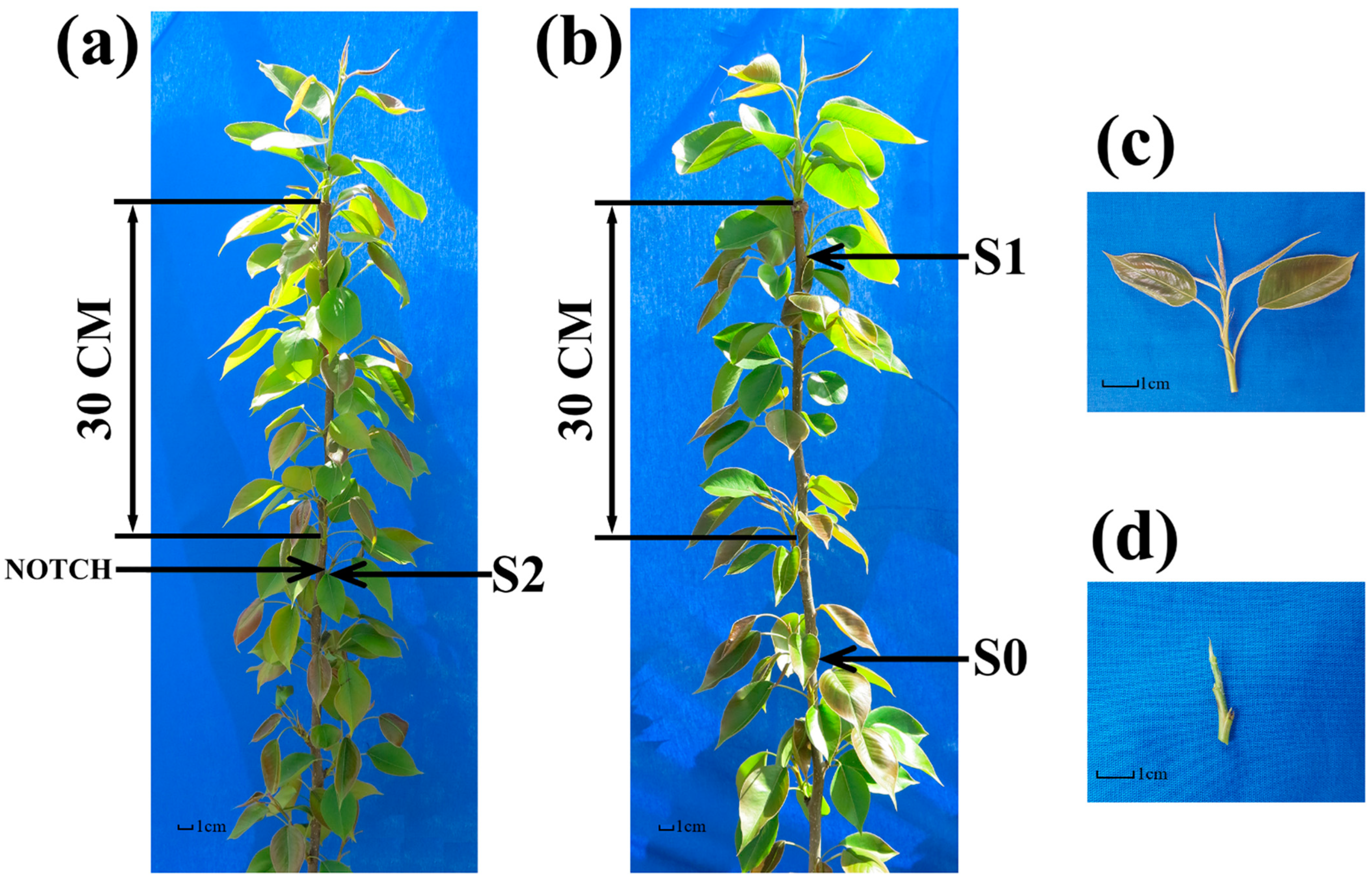 Plants 13 02928 g002 Plants 13 02928 g002