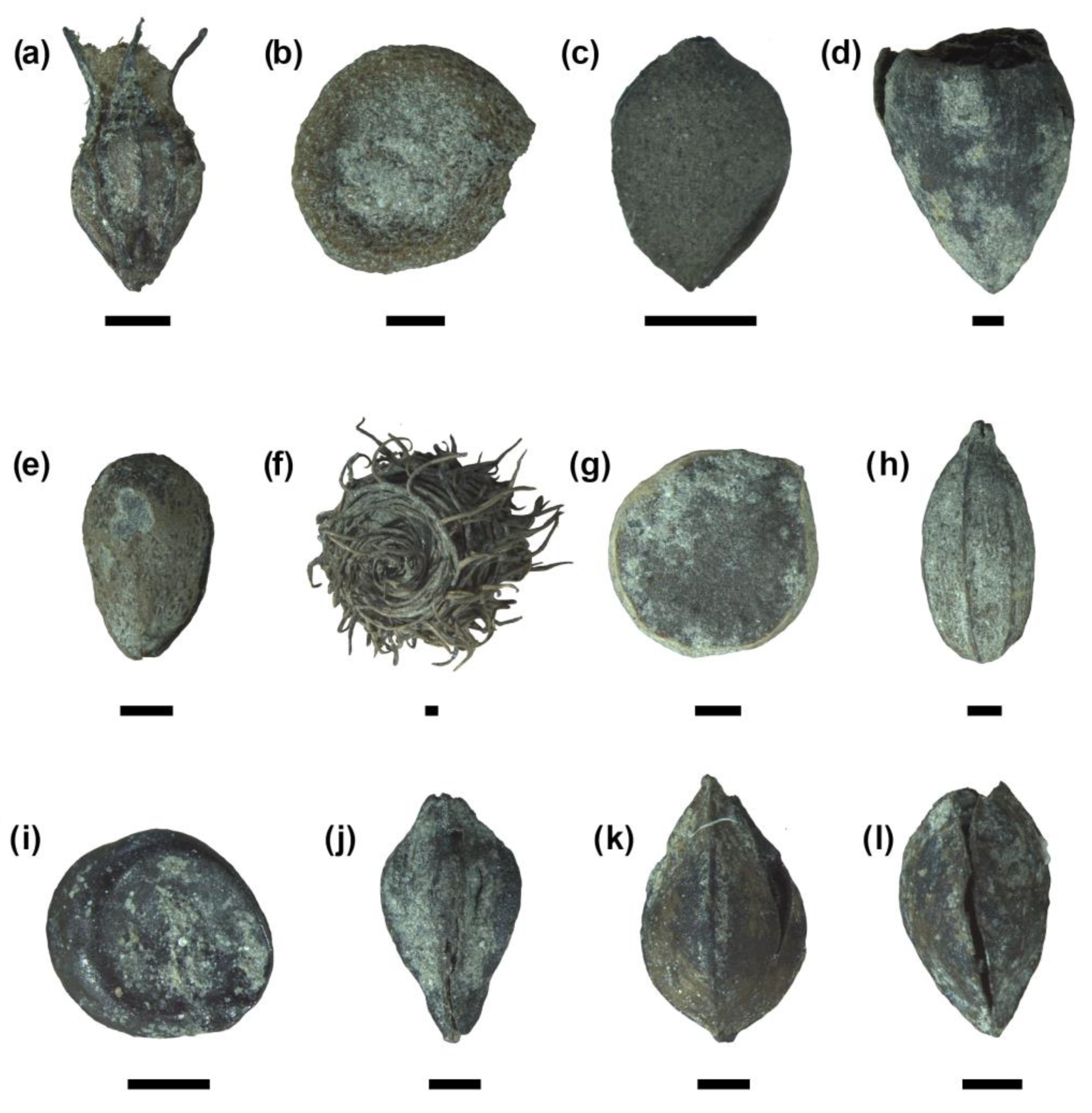 Plants 13 02930 g005