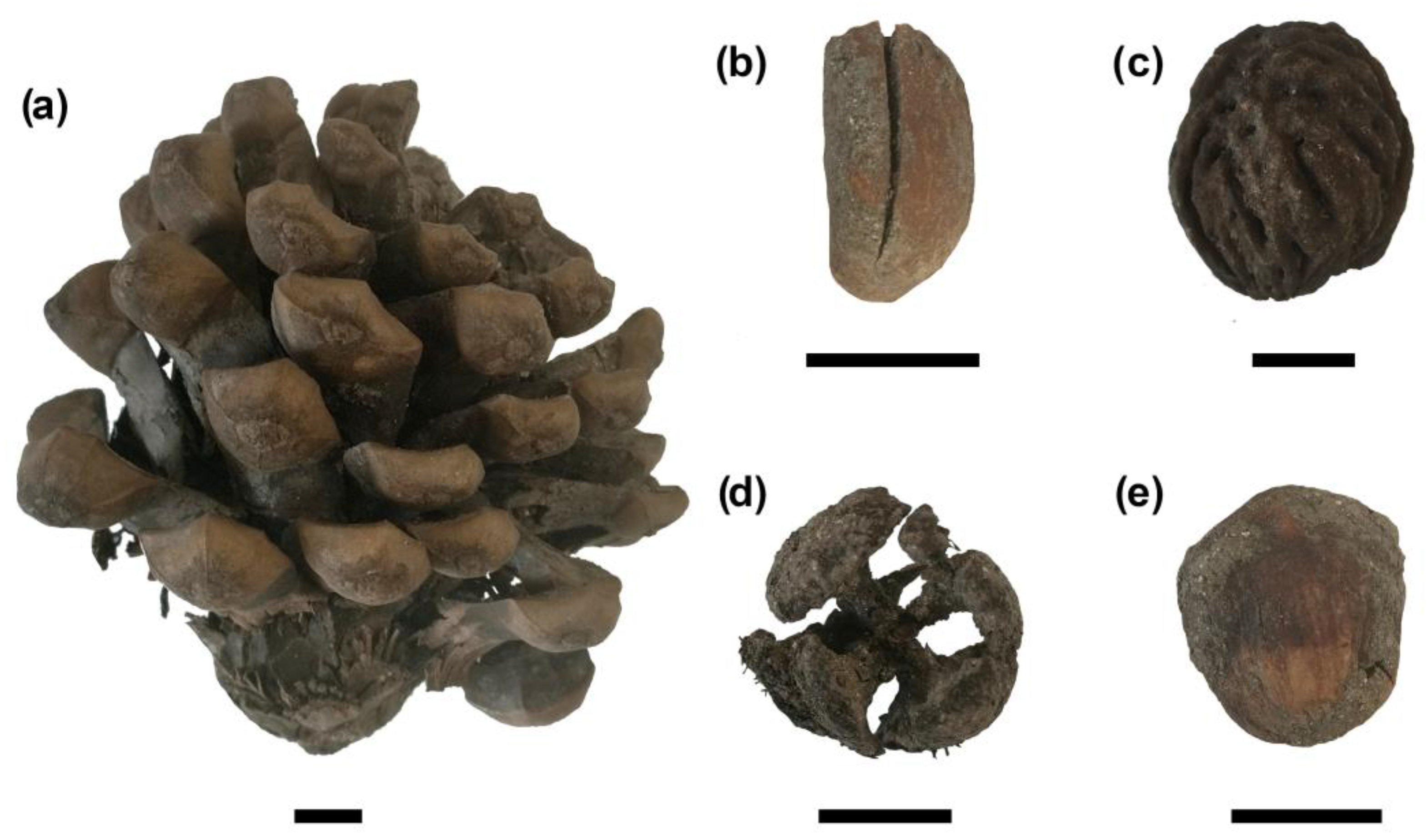 Plants 13 02930 g006