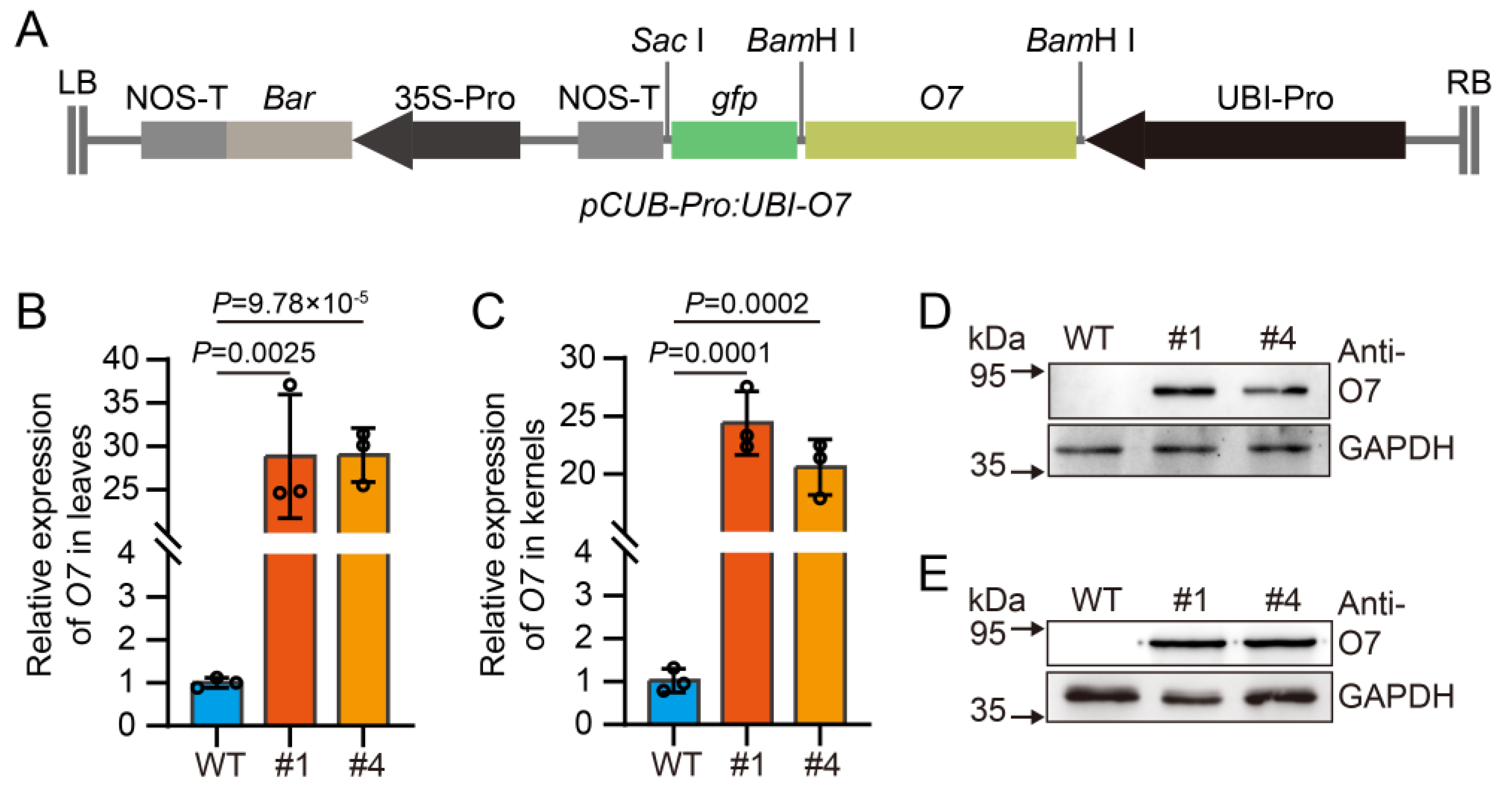 Plants 13 02950 g002 Plants 13 02950 g002