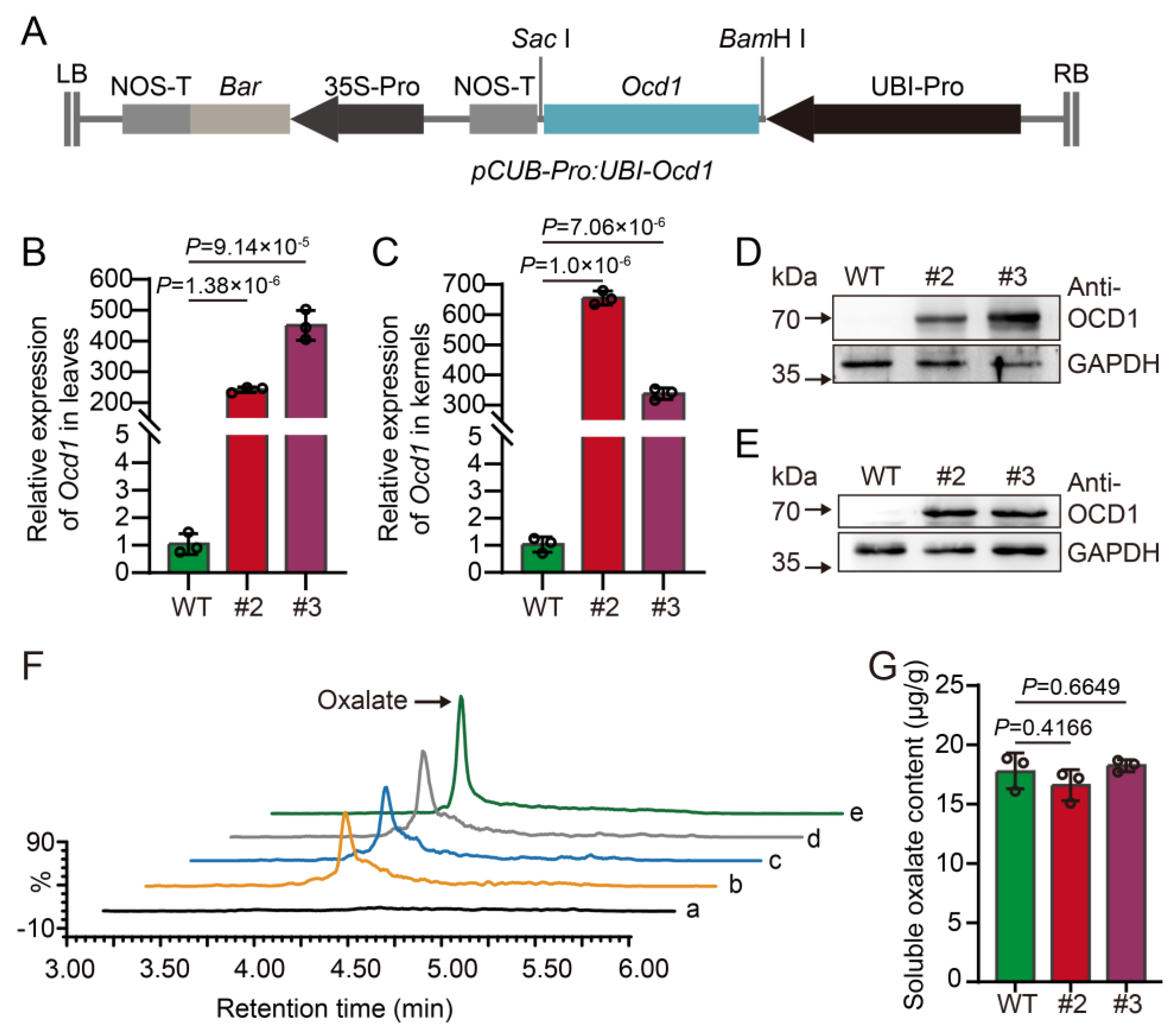 Plants 13 02950 g006 Plants 13 02950 g006
