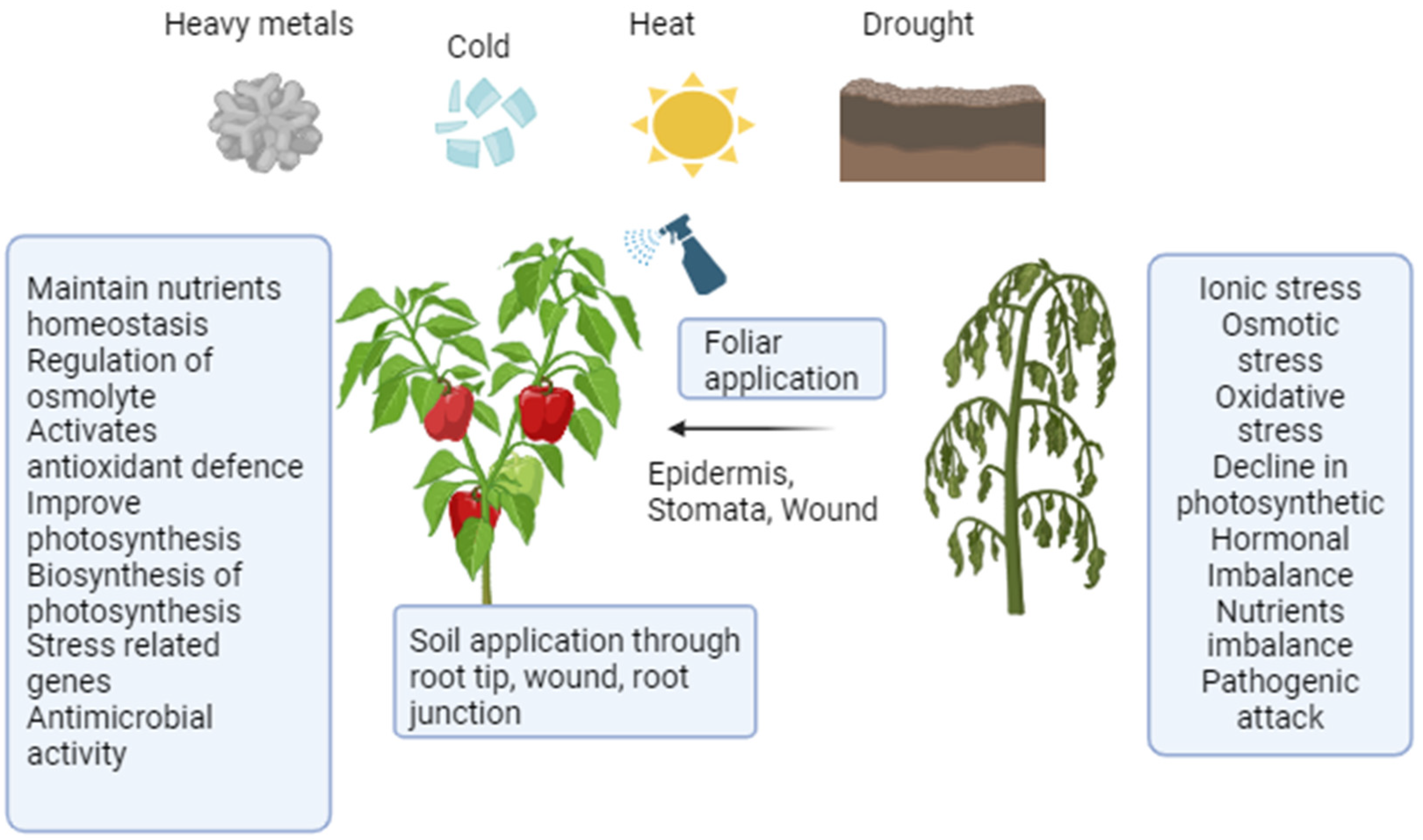 Plants 13 02964 g004