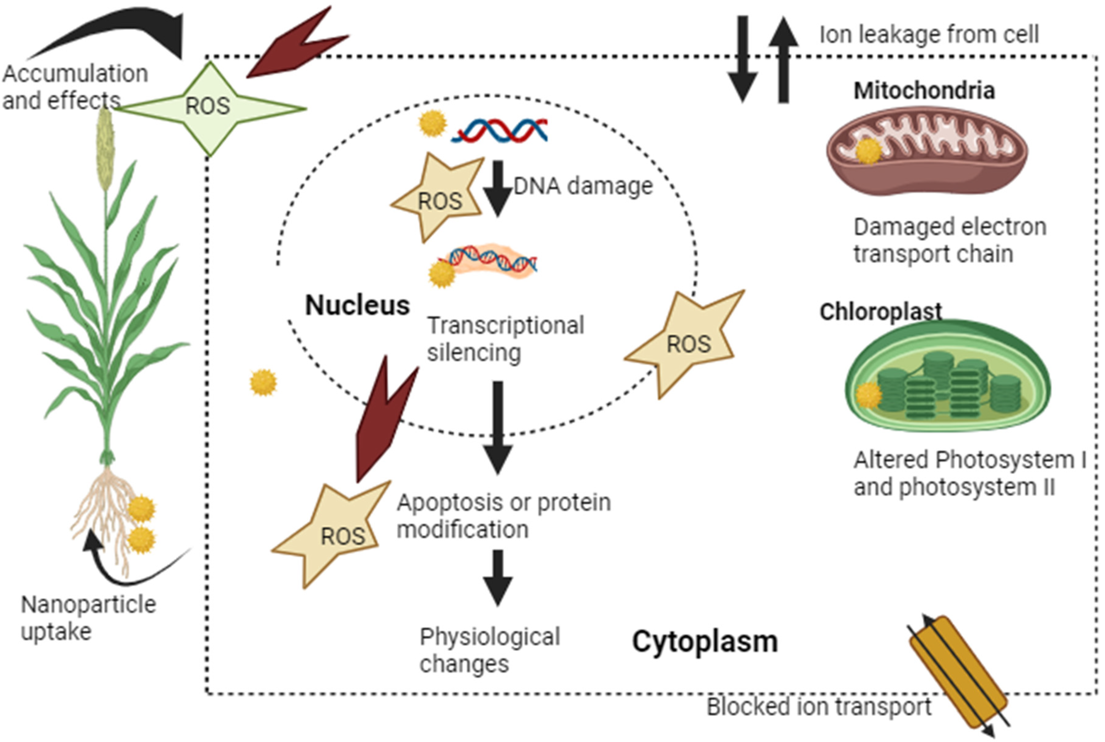 Plants 13 02964 g005