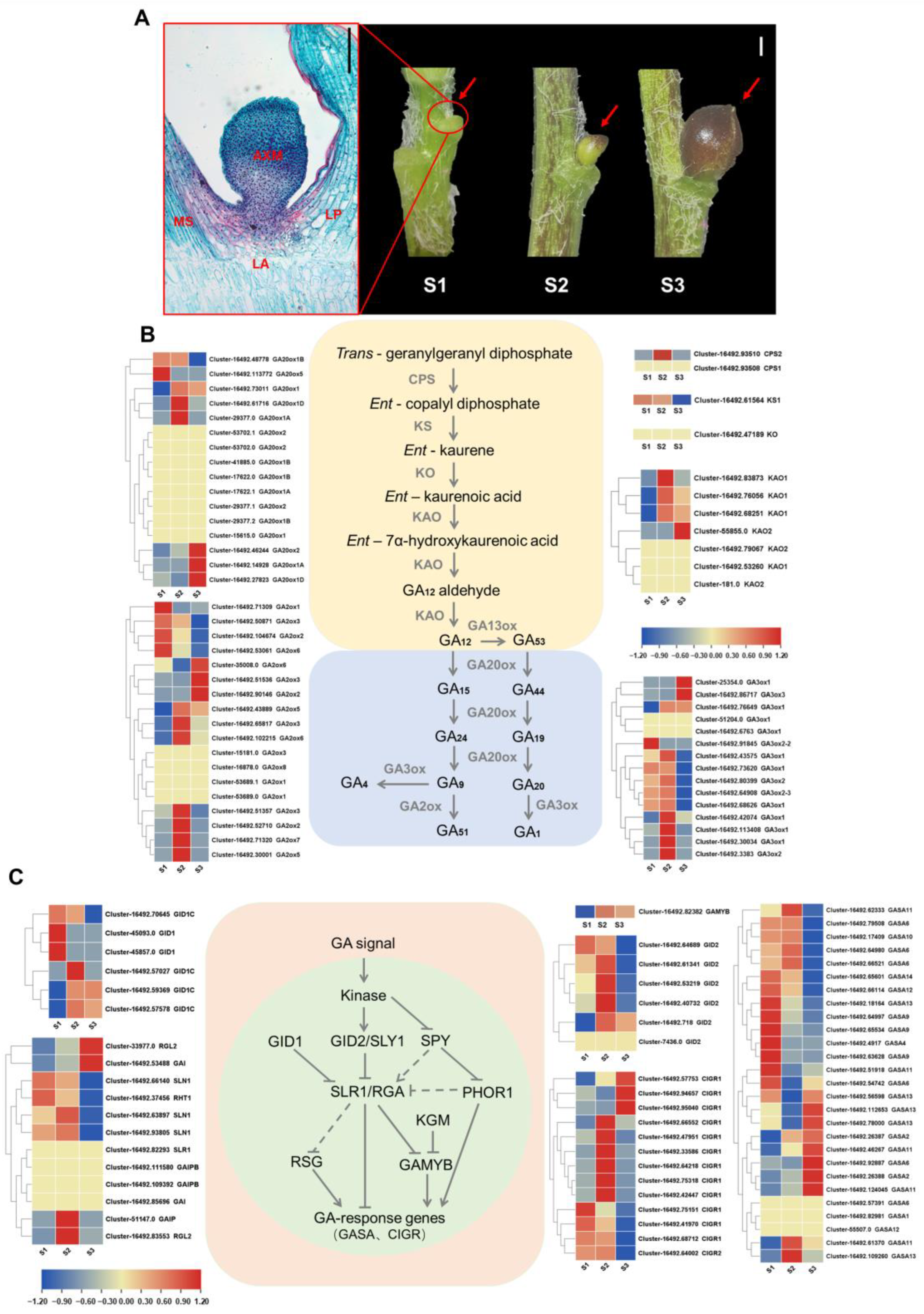 Plants 13 02965 g001