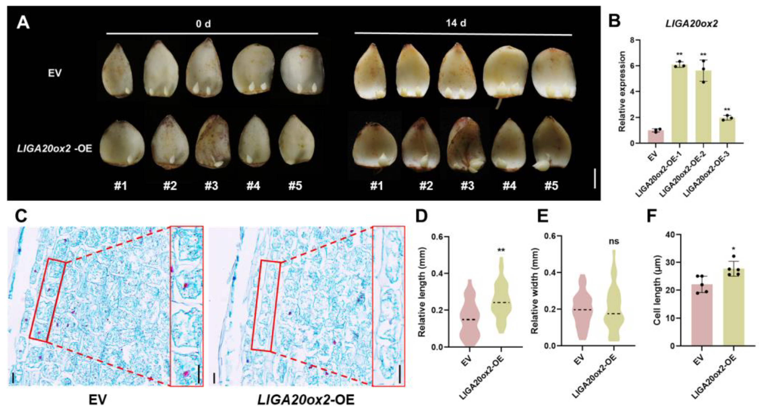 Plants 13 02965 g004
